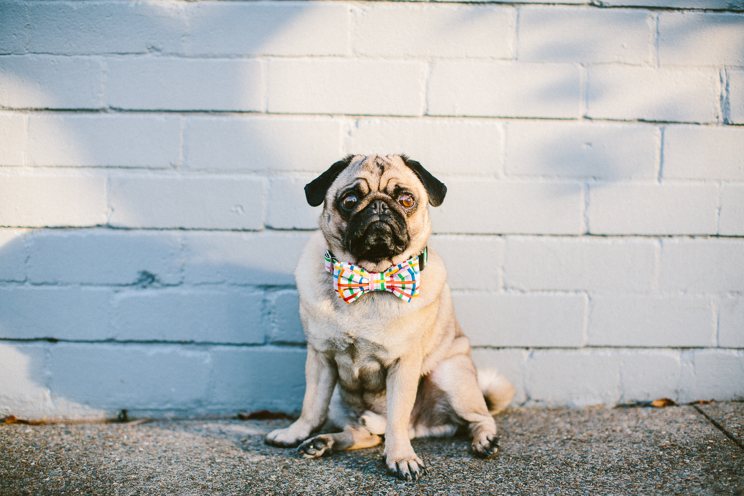 oh jaffa- rainbow grid