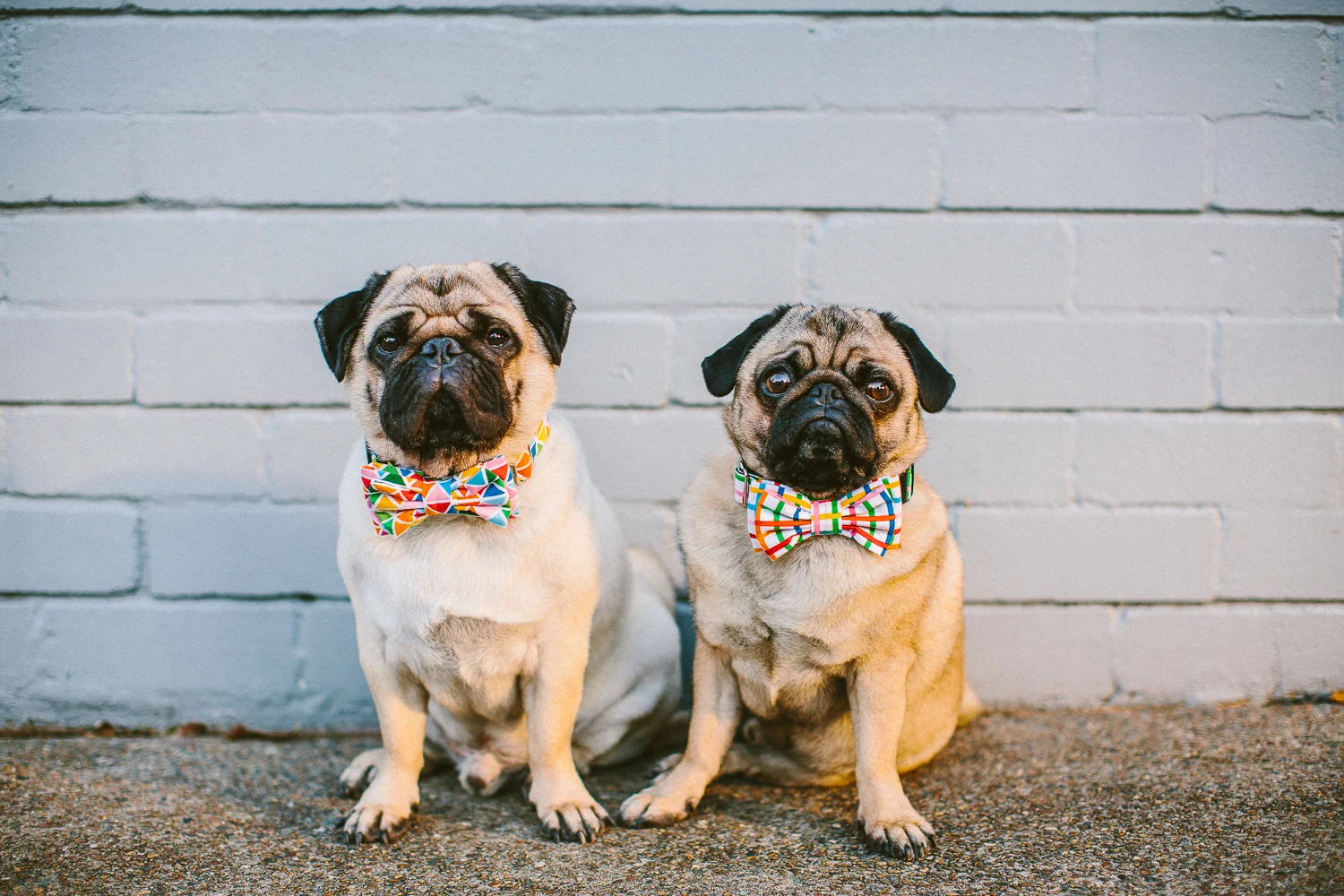 oh jaffa- rainbow grid