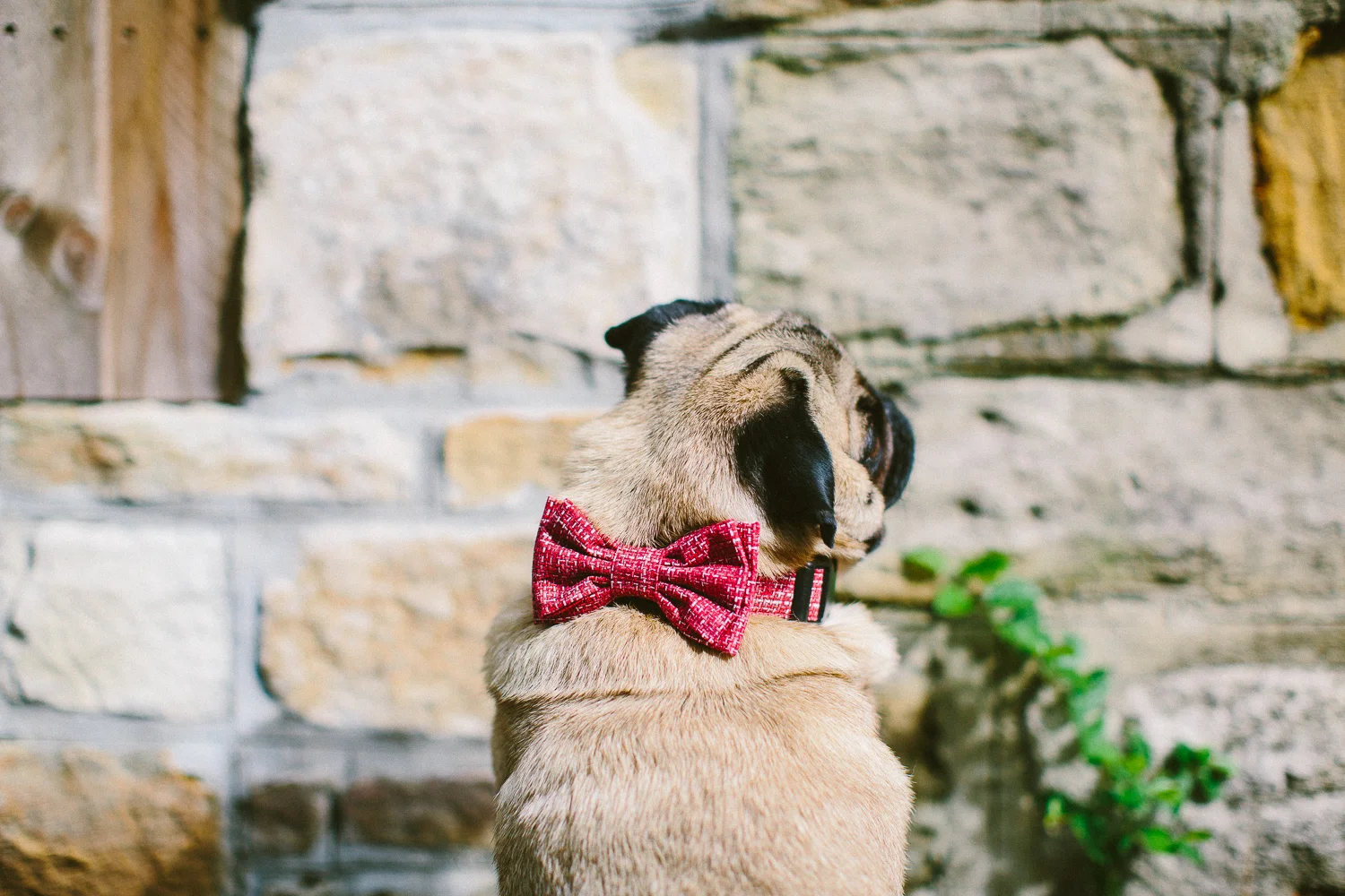oh-jaffa-pug-bow-ties-dog-collars-design