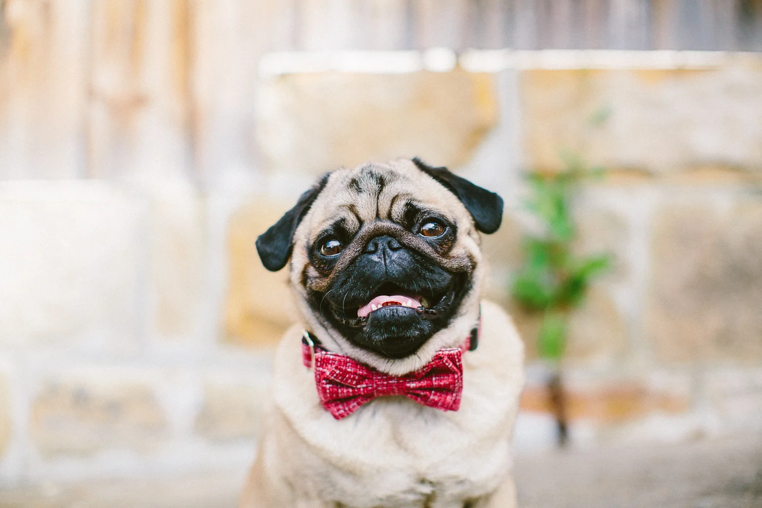 oh-jaffa-pug-bow-ties-dog-collars-design