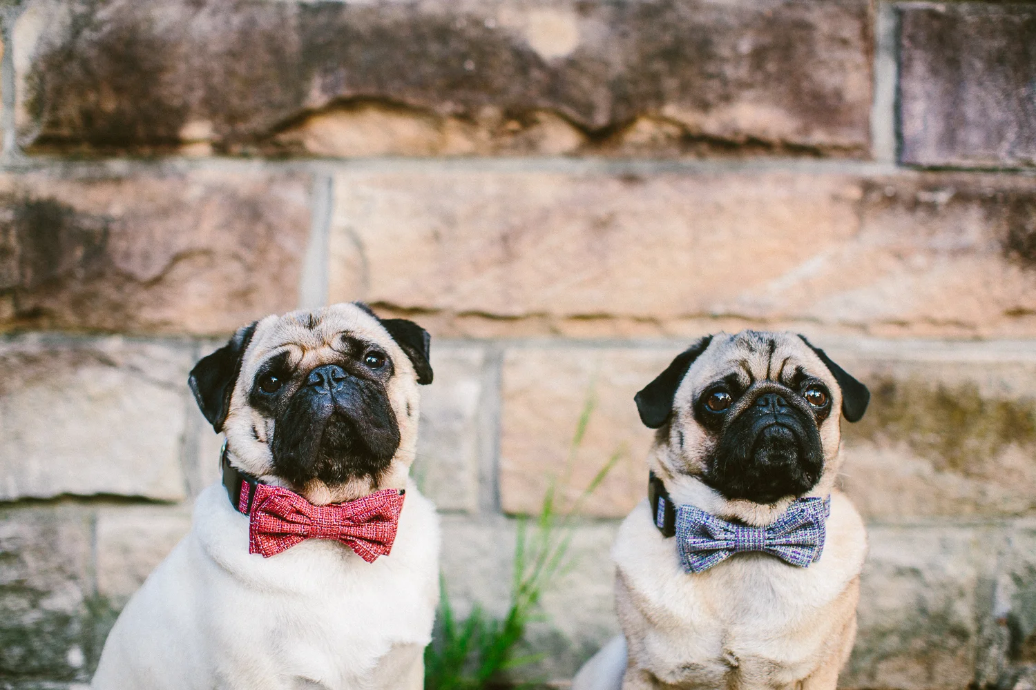 oh-jaffa-pug-bow-ties-dog-collars-design