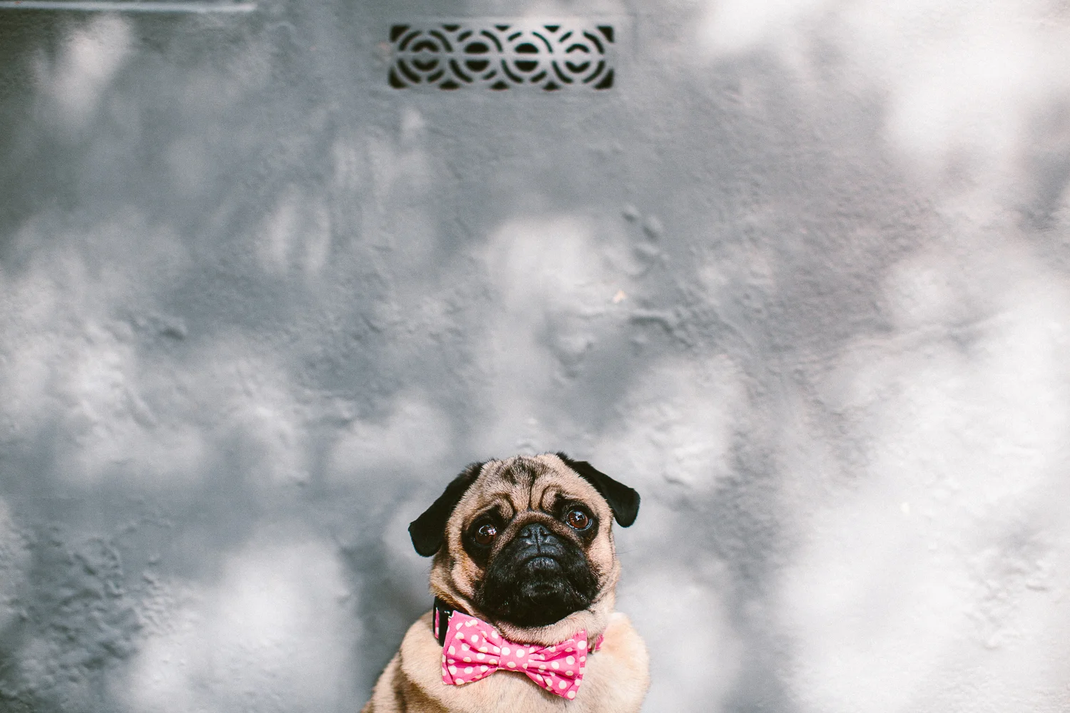 oh-jaffa-pug-bow-ties-dog-collars-design