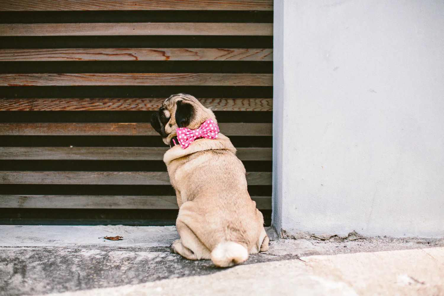 oh-jaffa-pug-bow-ties-dog-collars-design