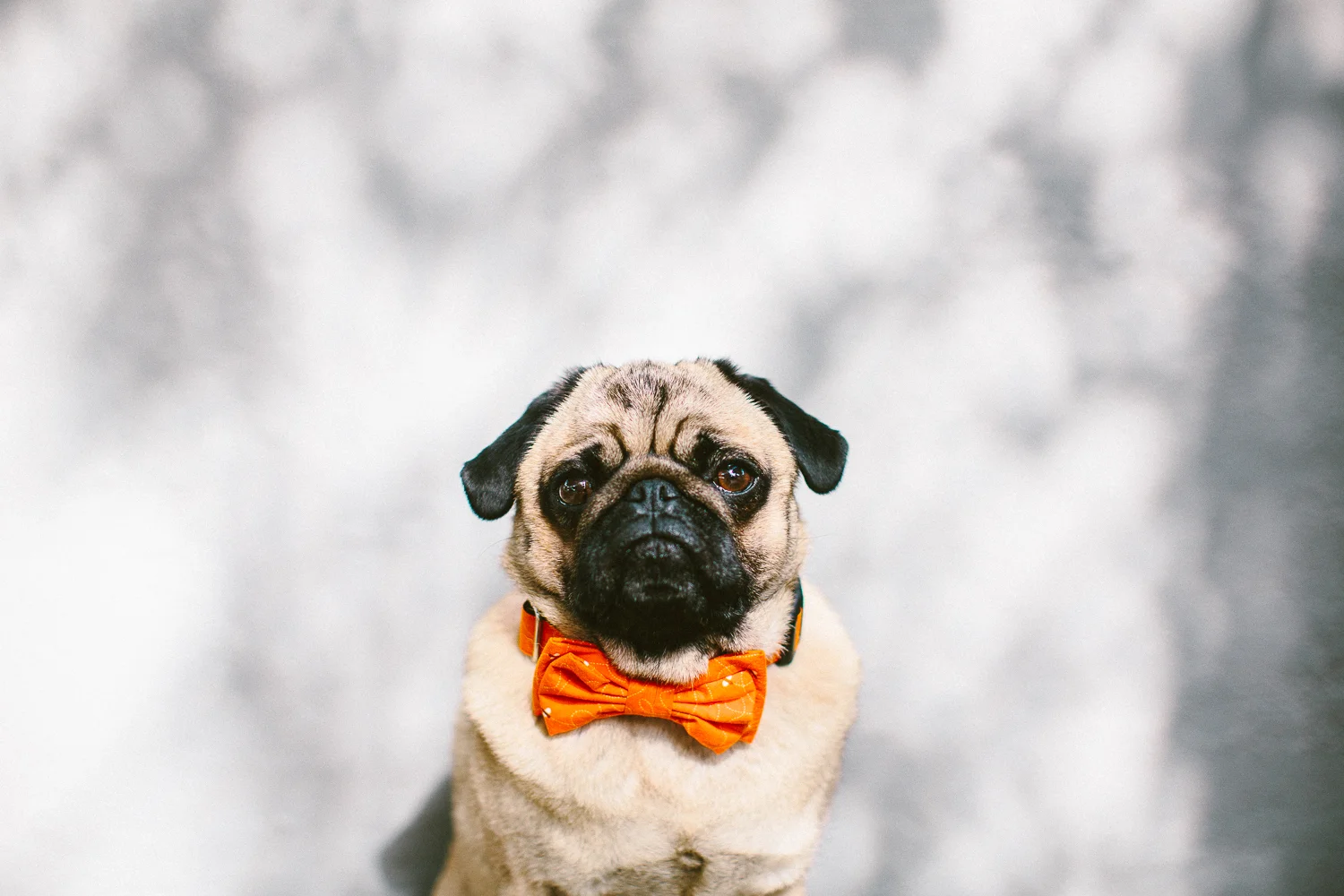 oh-jaffa-pug-bow-ties-dog-collars-design