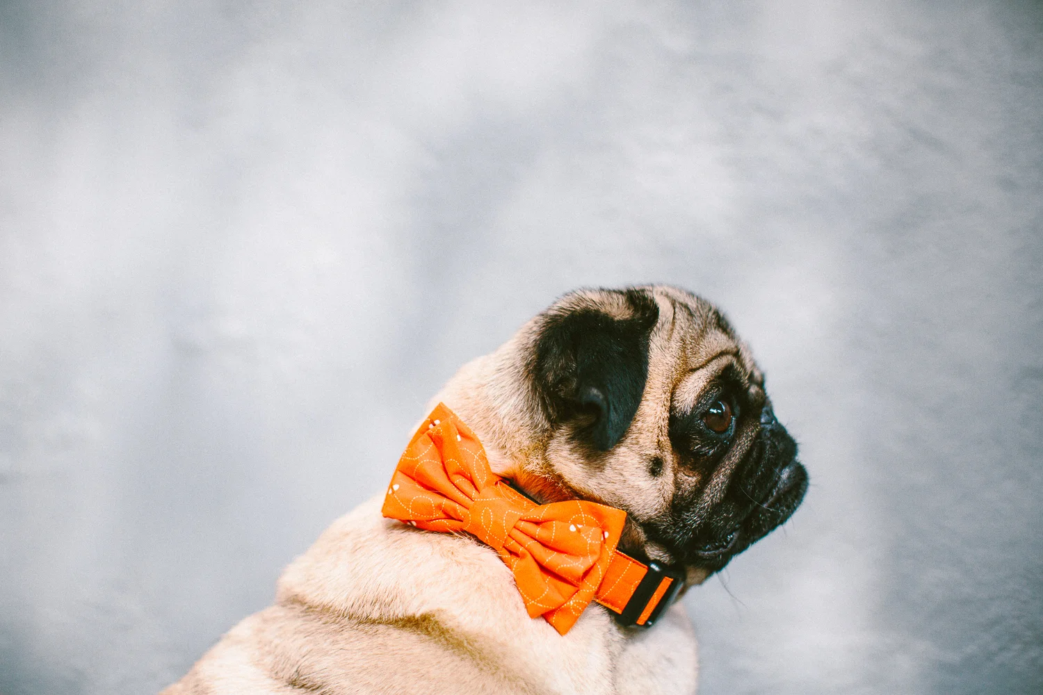 oh-jaffa-pug-bow-ties-dog-collars-design