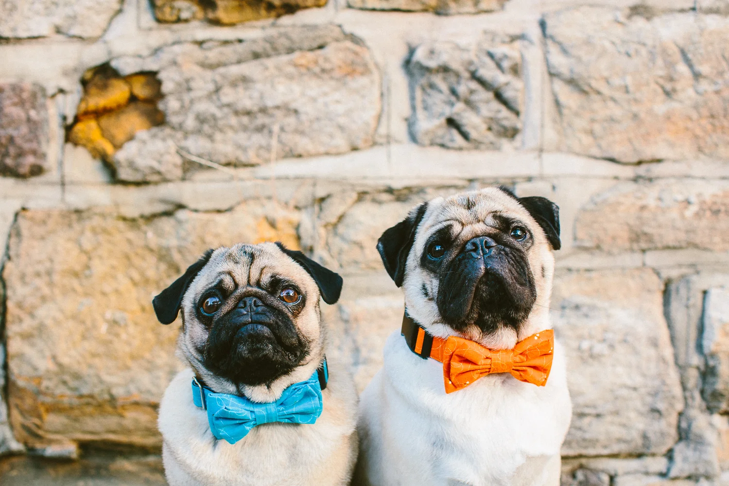 oh-jaffa-pug-bow-ties-dog-collars-design