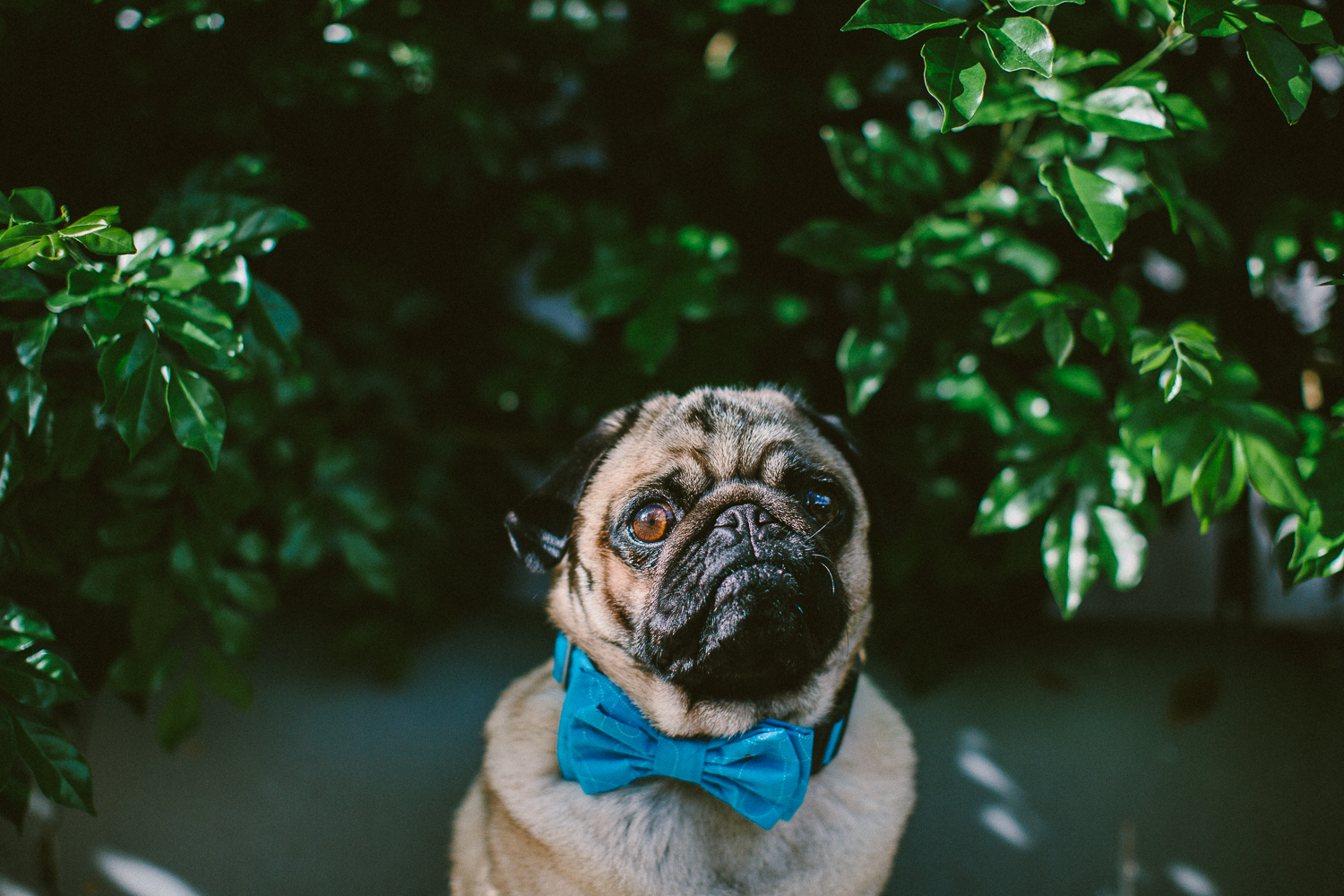 oh-jaffa-pug-bow-ties-dog-collars-design