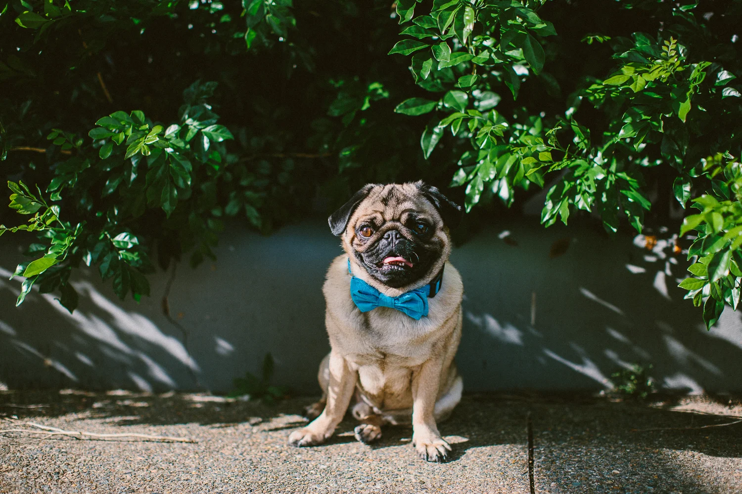 oh-jaffa-pug-bow-ties-dog-collars-design