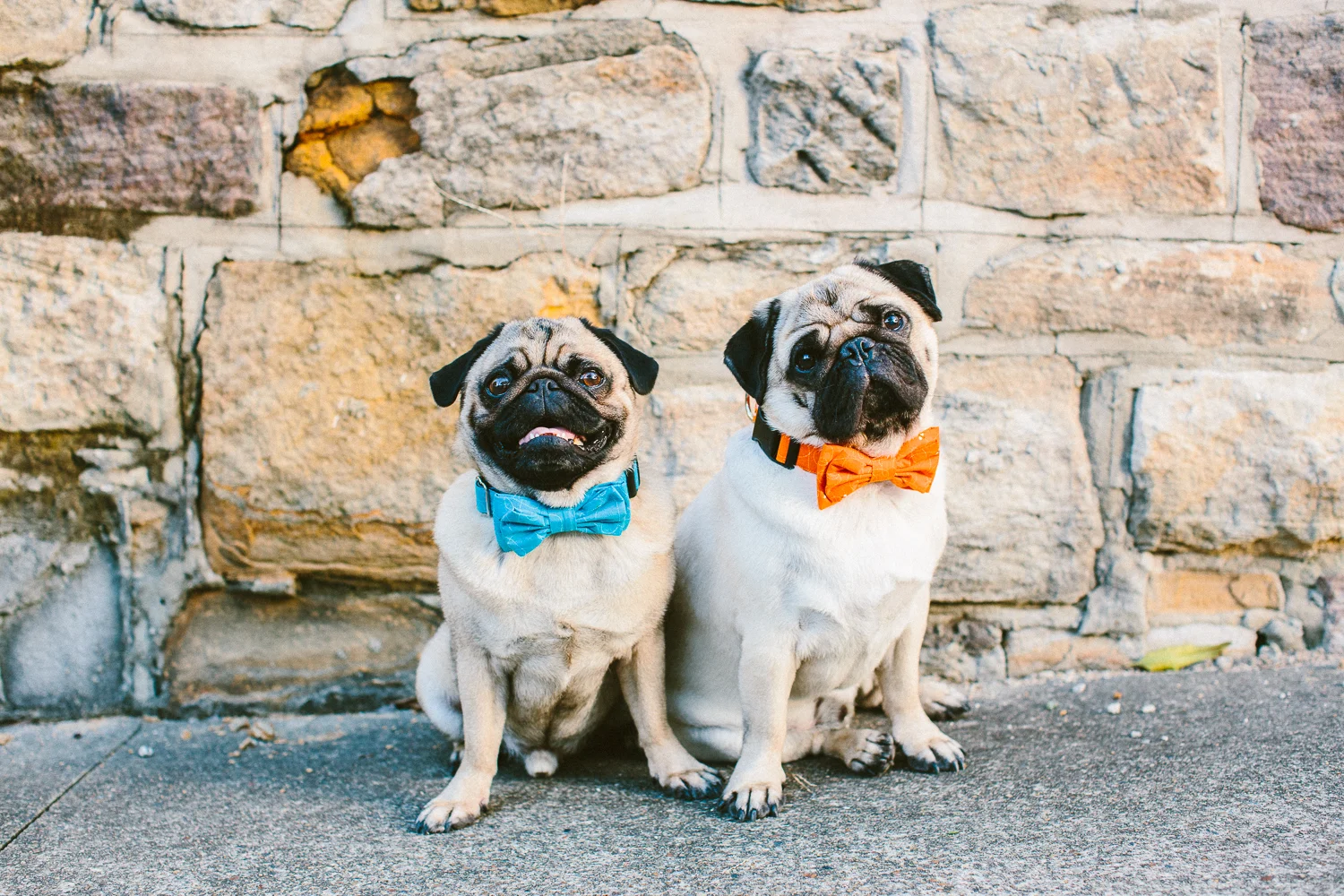 oh-jaffa-pug-bow-ties-dog-collars-design