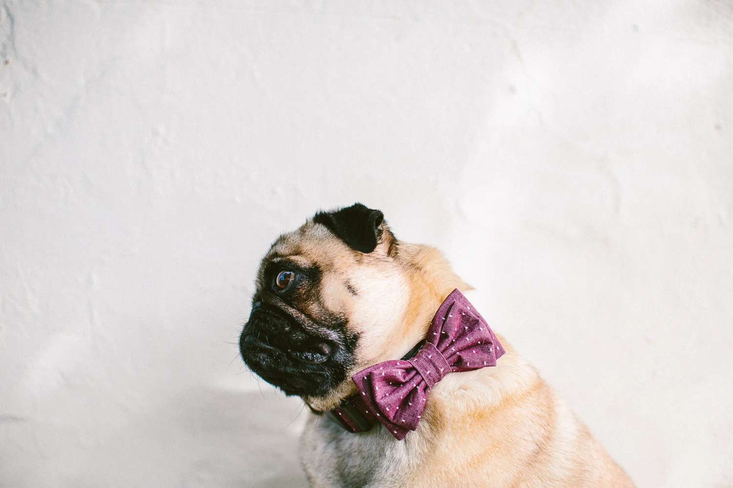 twoguineapigs_pet_photography_ohjaffa_bowtie_WEBSITE-4.jpg