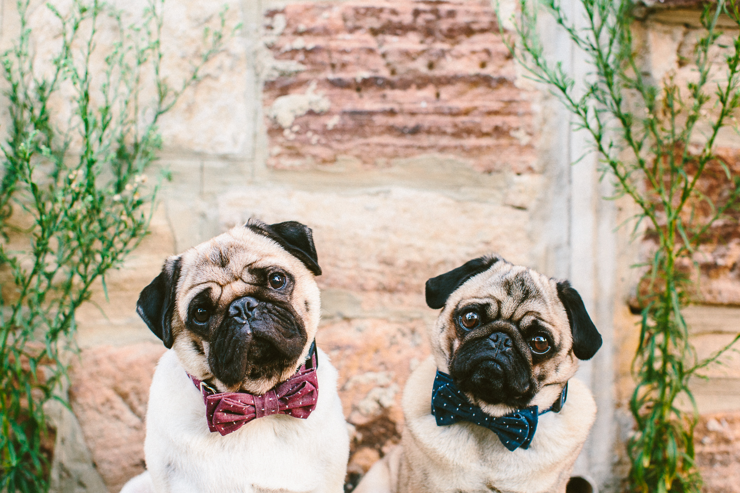 twoguineapigs_pet_photography_ohjaffa_bowtie_WEBSITE-33.jpg
