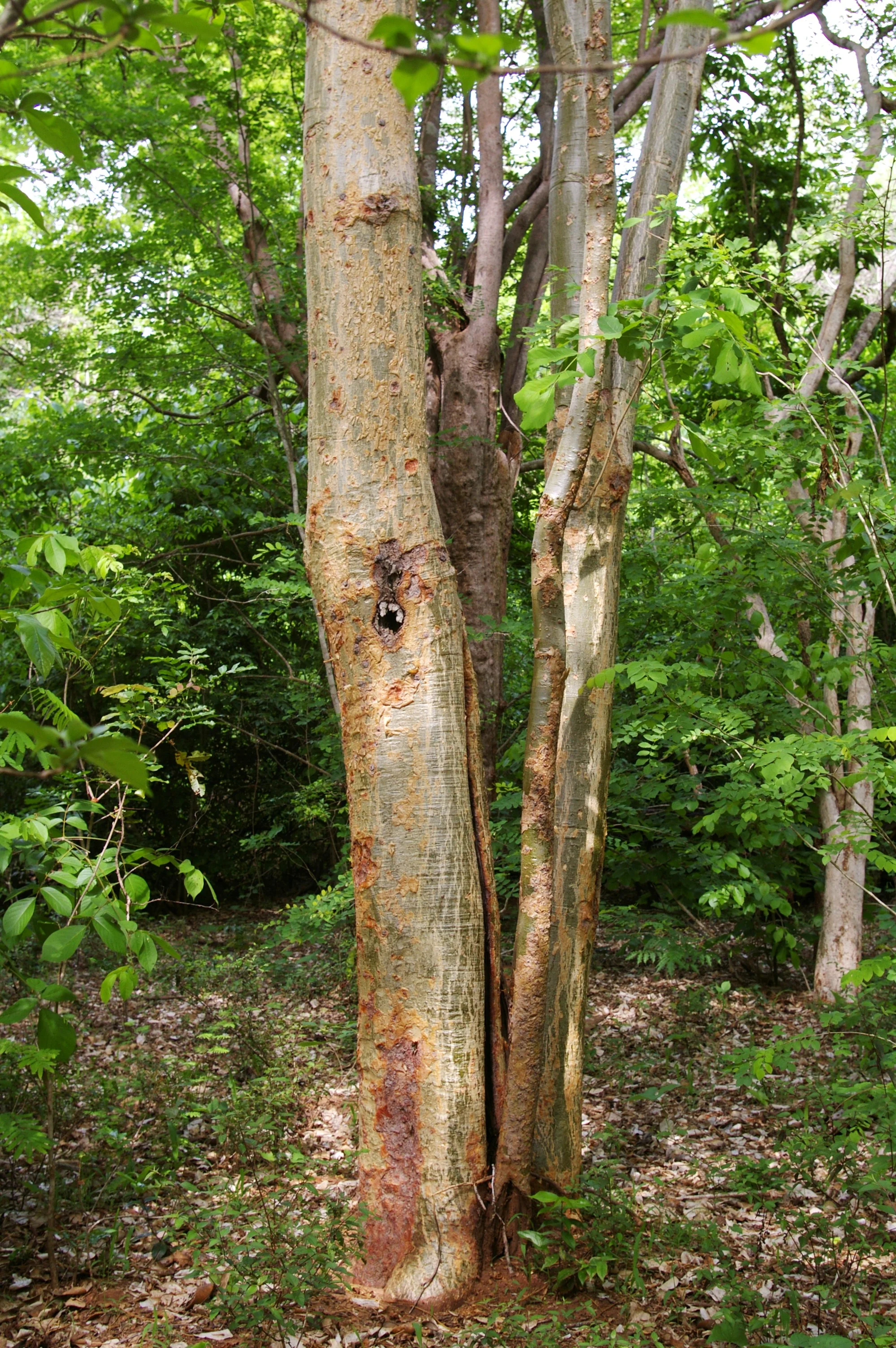 Panga Panga — Dalmann UK