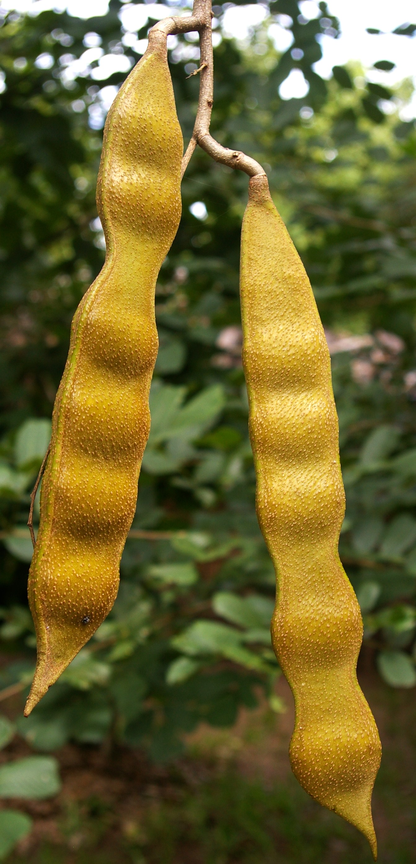 Panga Panga seedpods