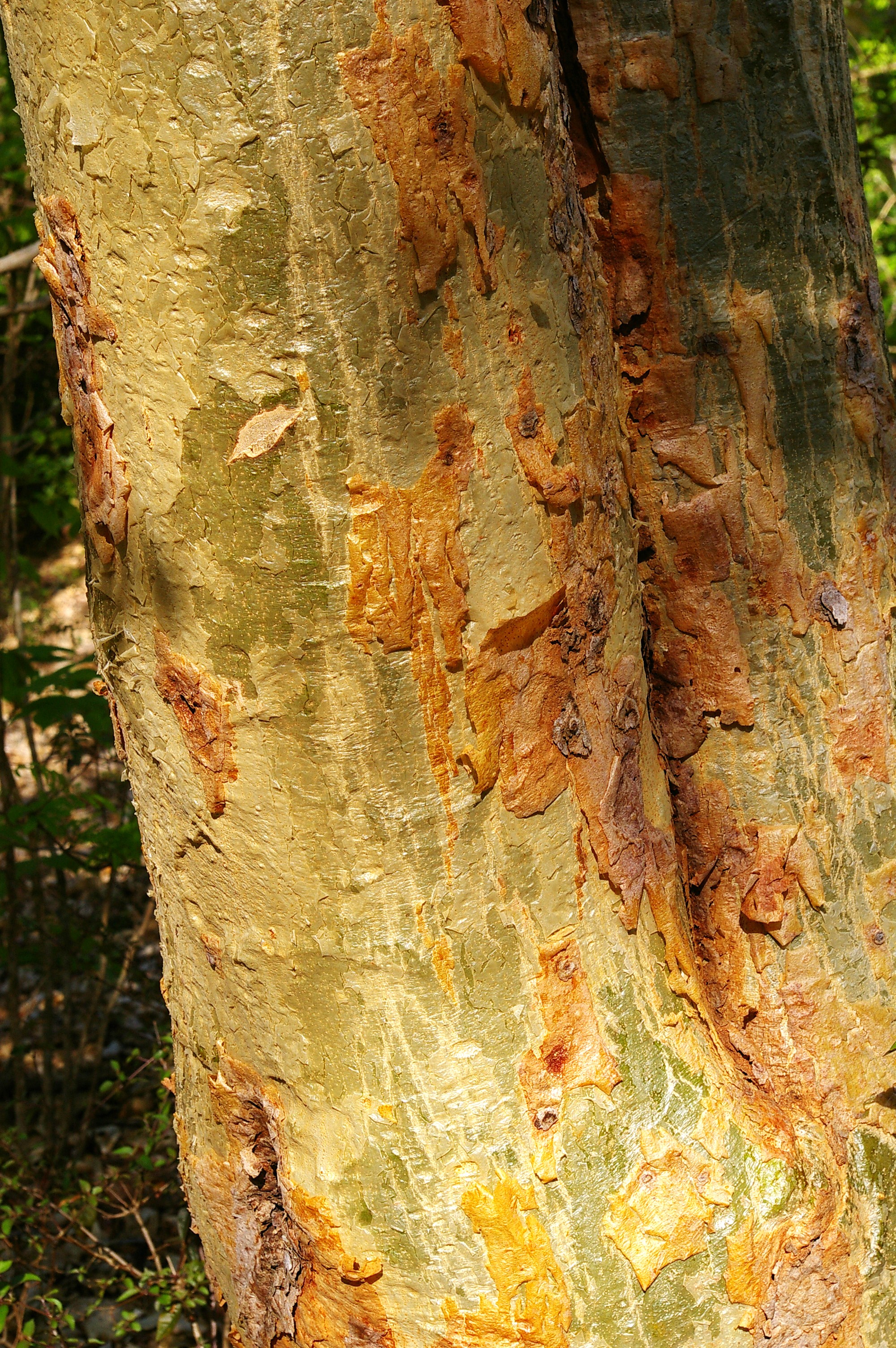 Panga Panga Bark