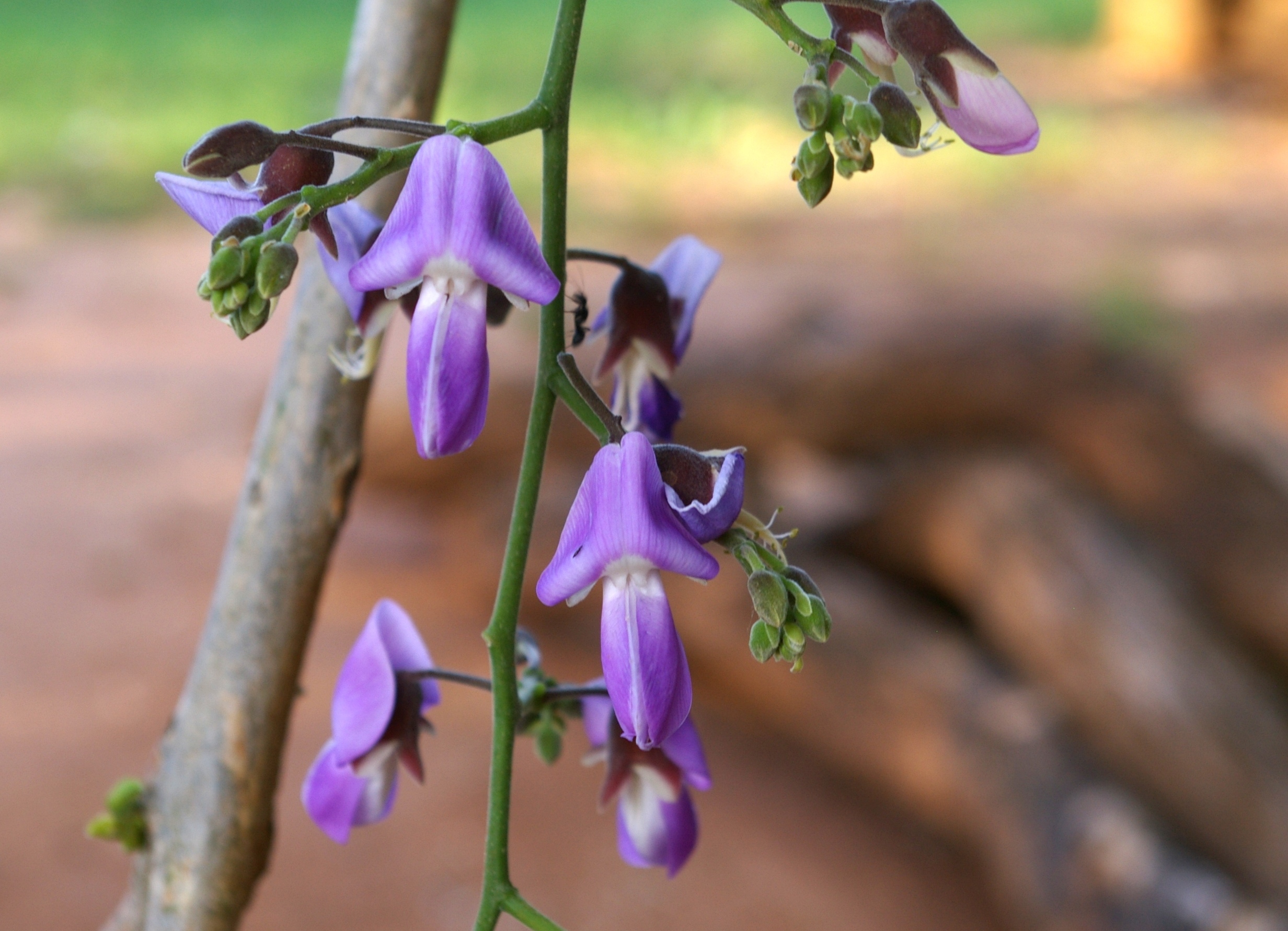 Panga Panga Flowers