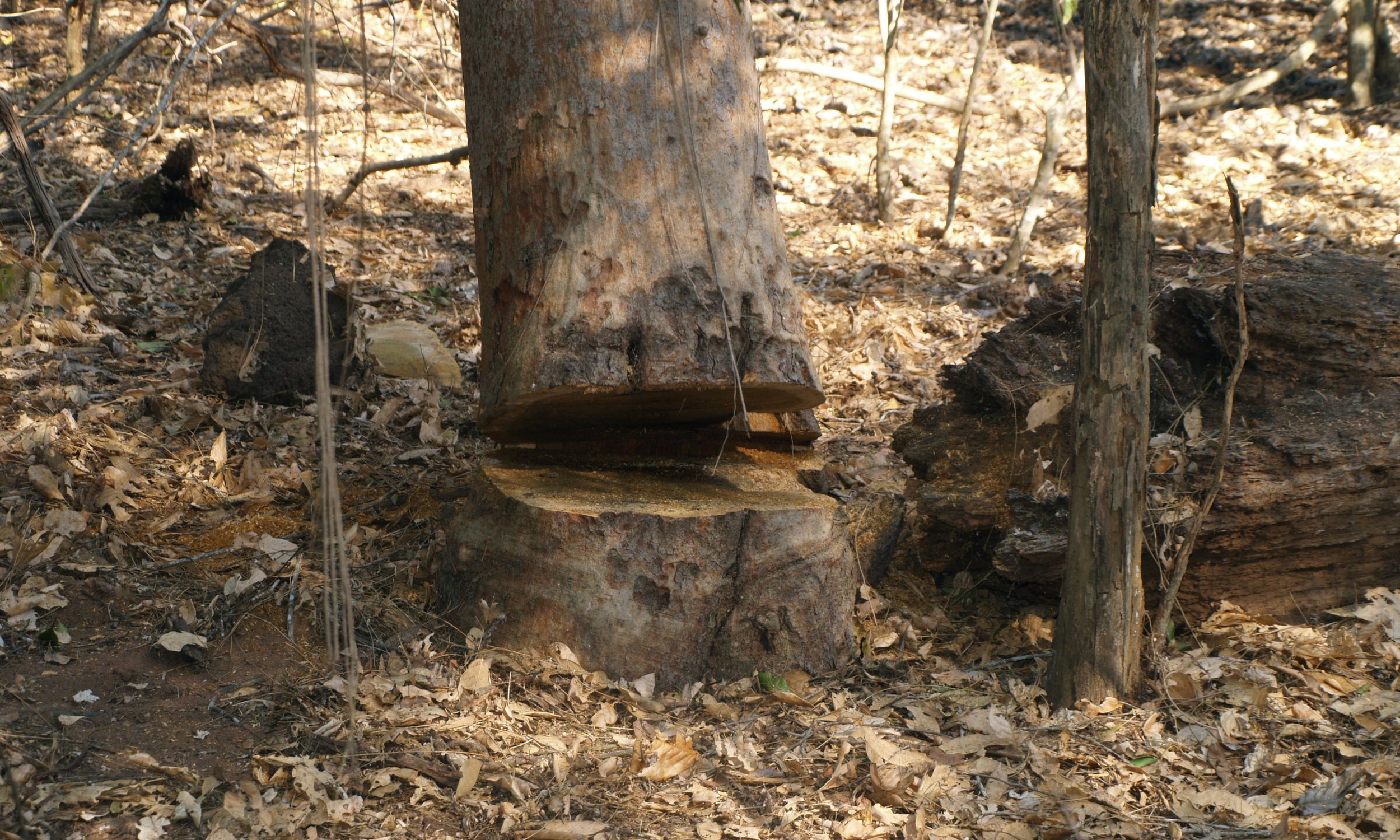 Harvesting at the extreme base to promote coppice growth