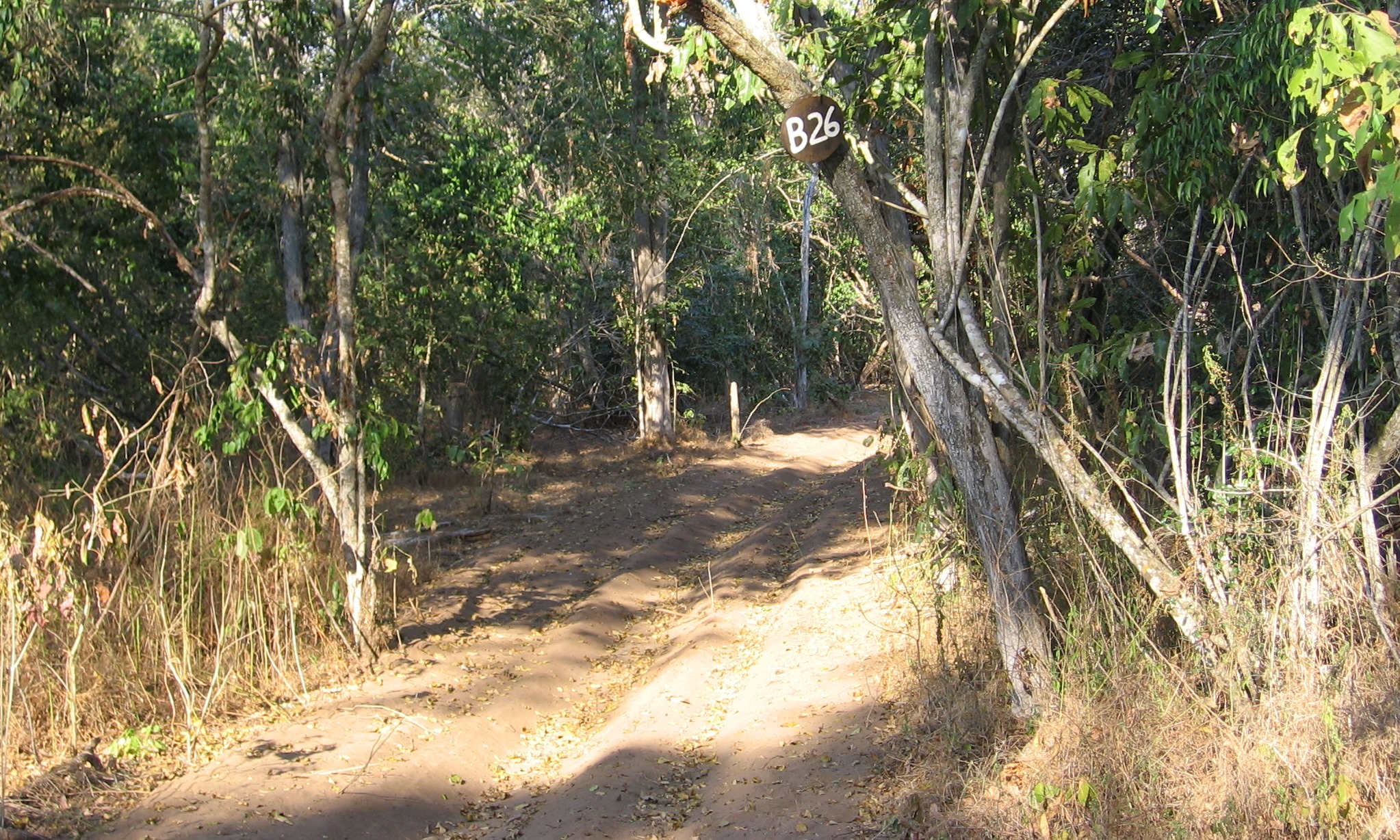 Furrows felt by log extraction.