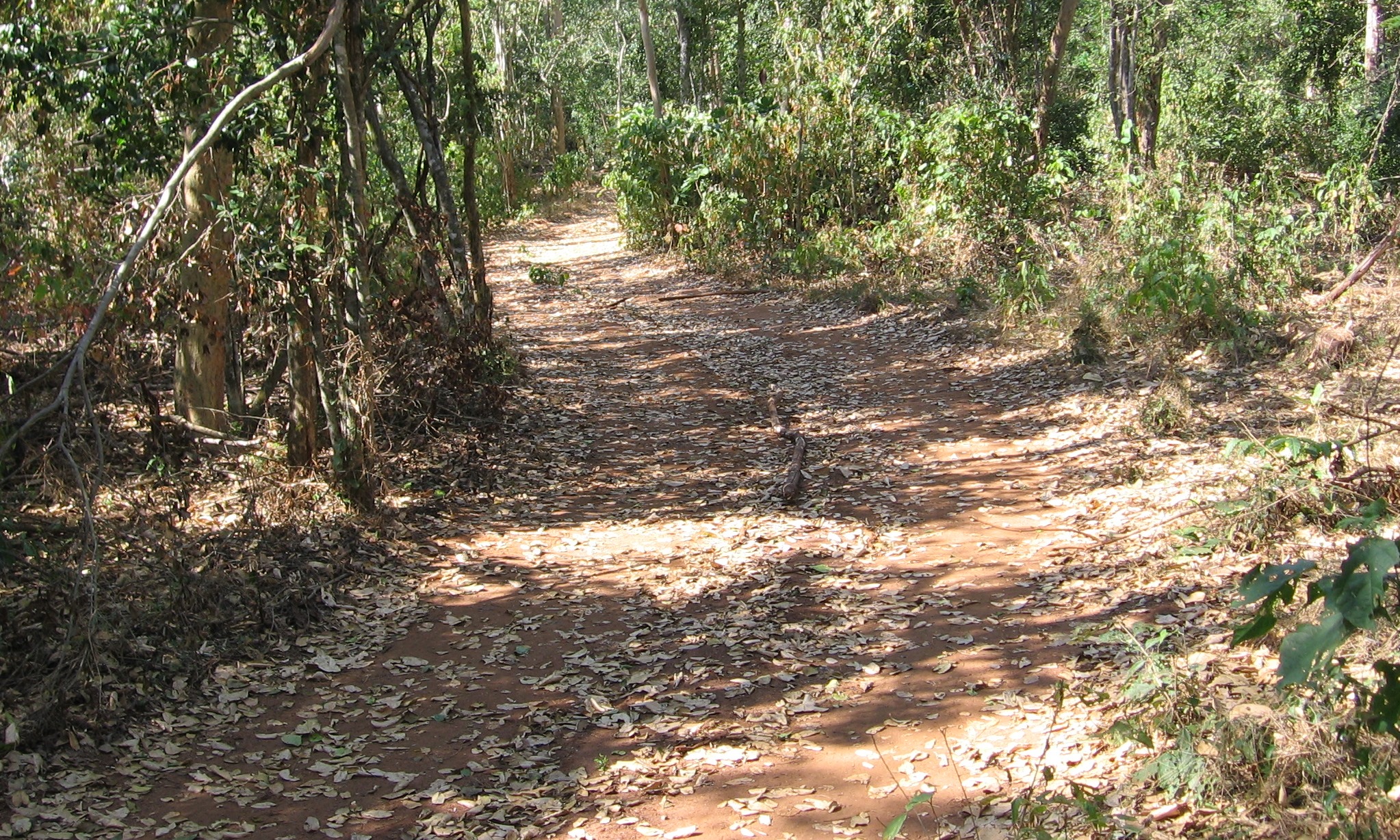 So it can be converted into a road/fire break to be used as part of the Catapu network