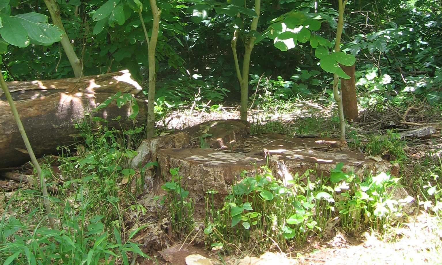 Managed coppice where the two or three most dominant offshoots are selected for management.