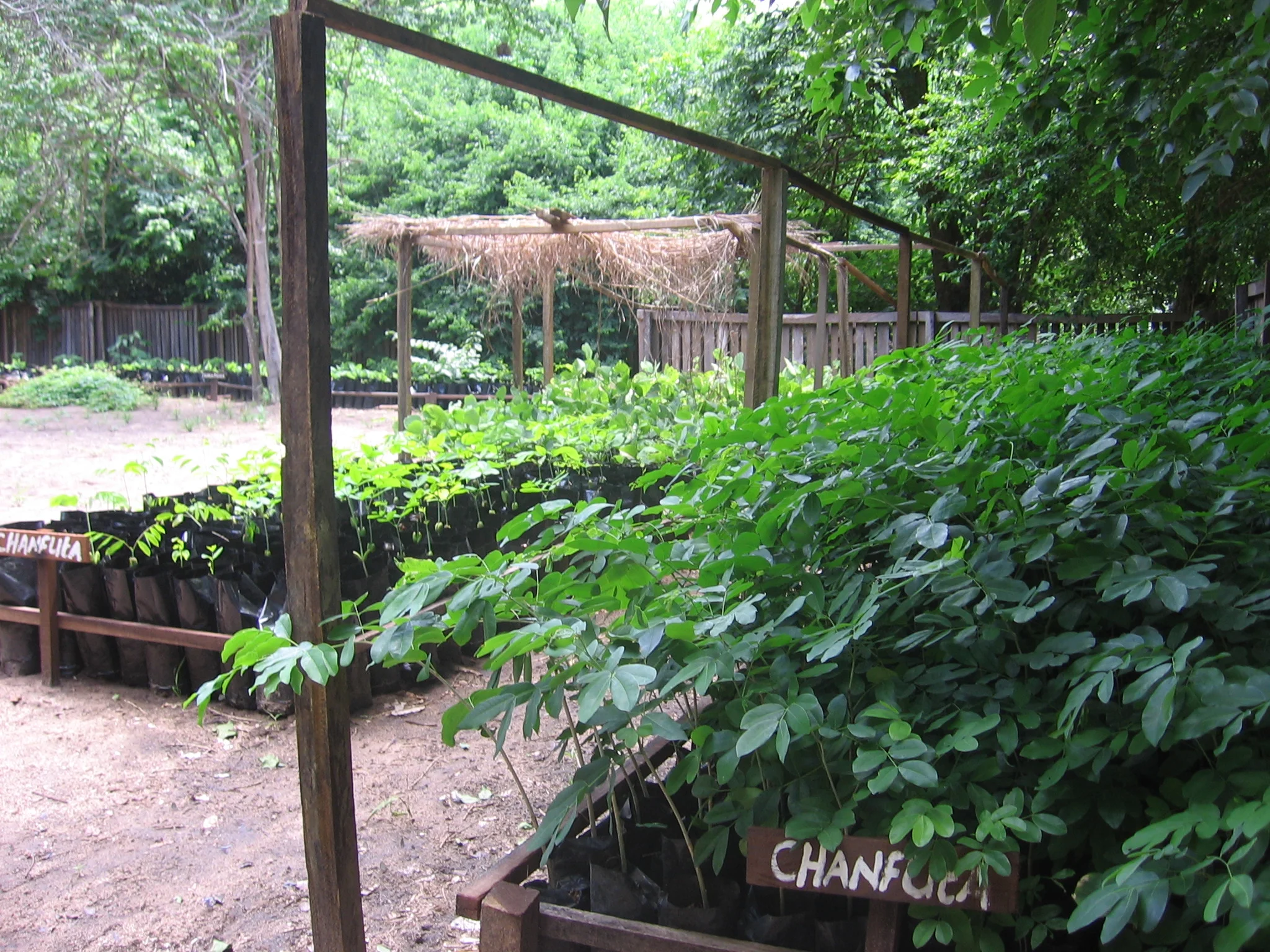 SEEDBEDS 2008 (4).JPG