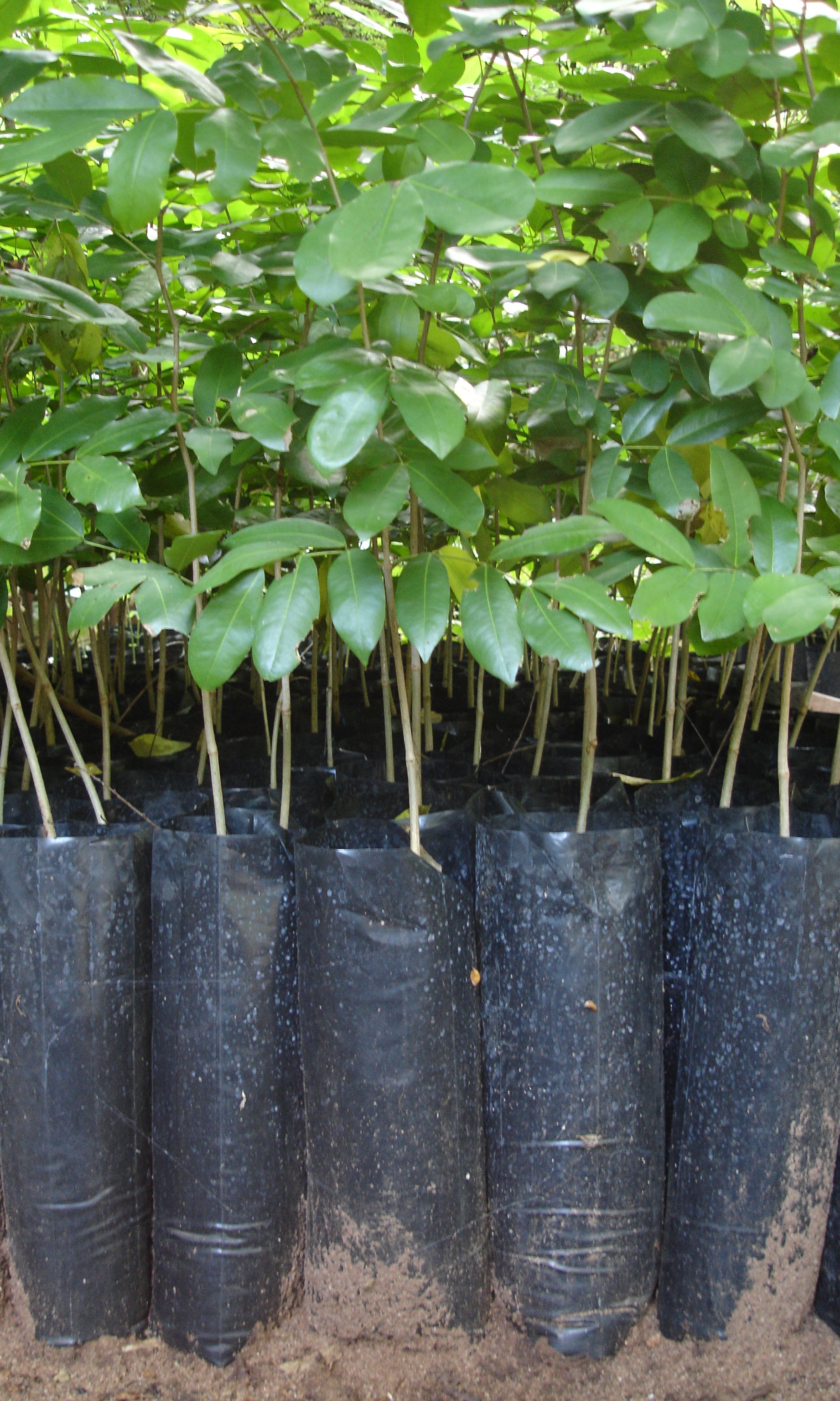 Chanfuta saplings