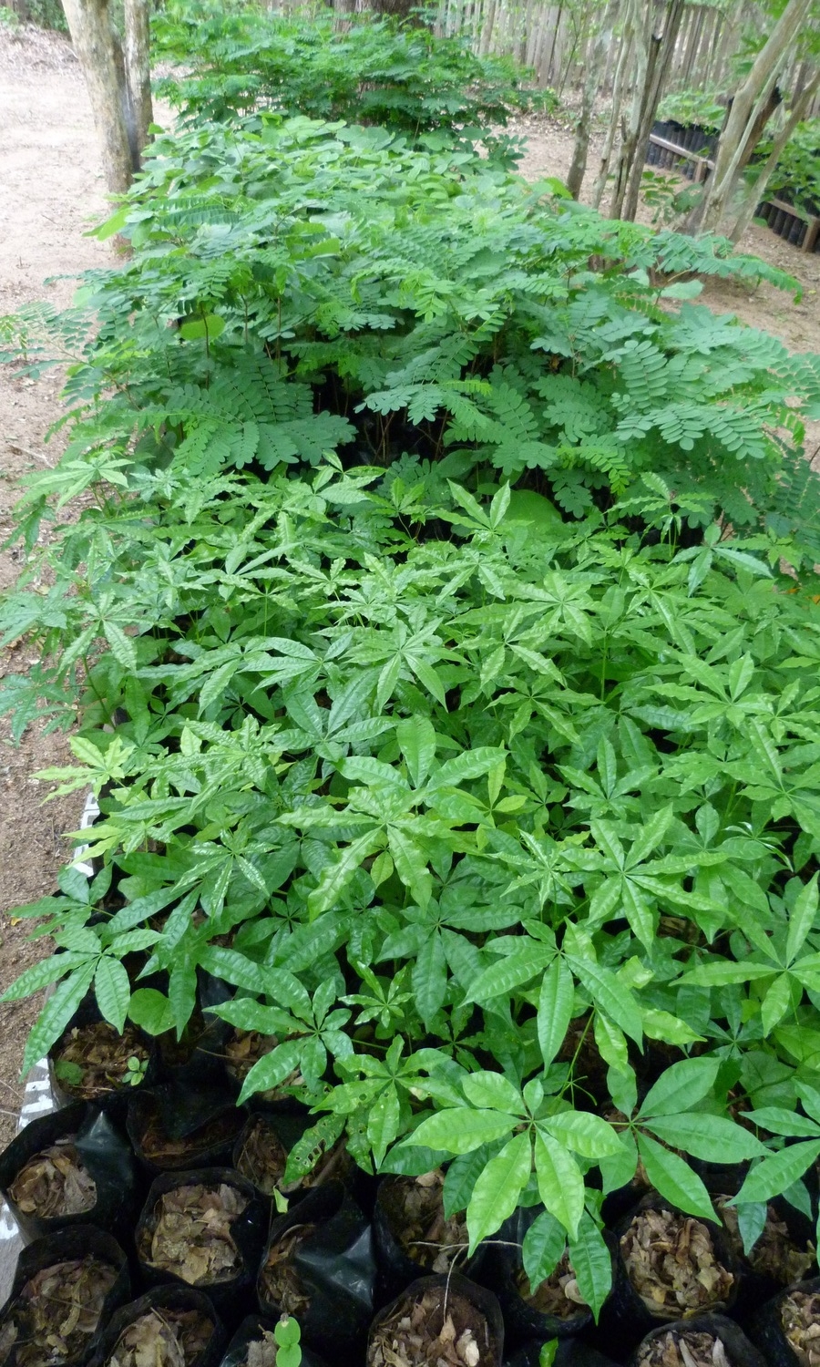 Saplings