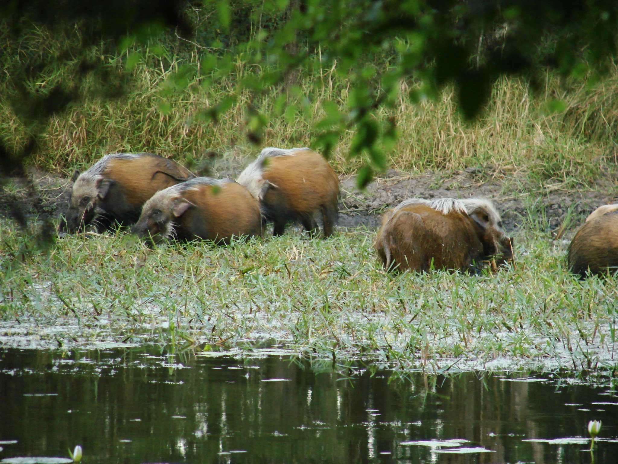 Wild Pig - Celesta.JPG