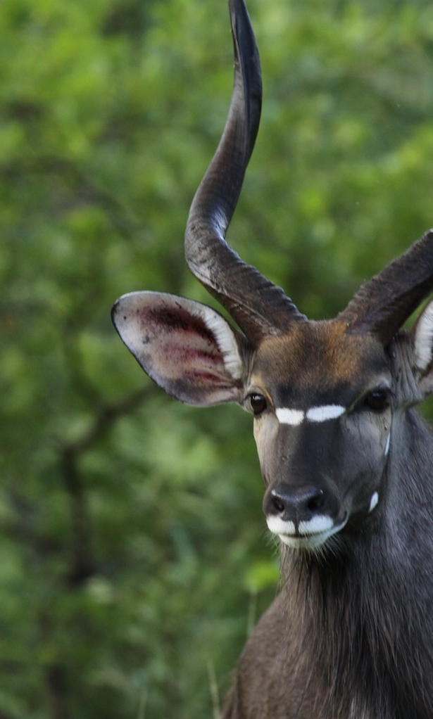 Nyala