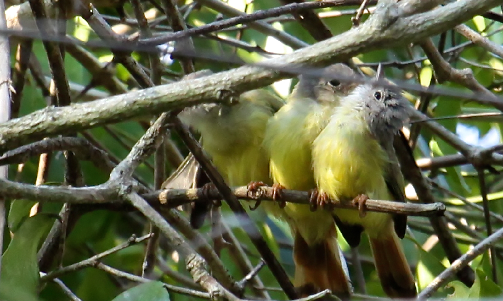Livingston's Flycatcher