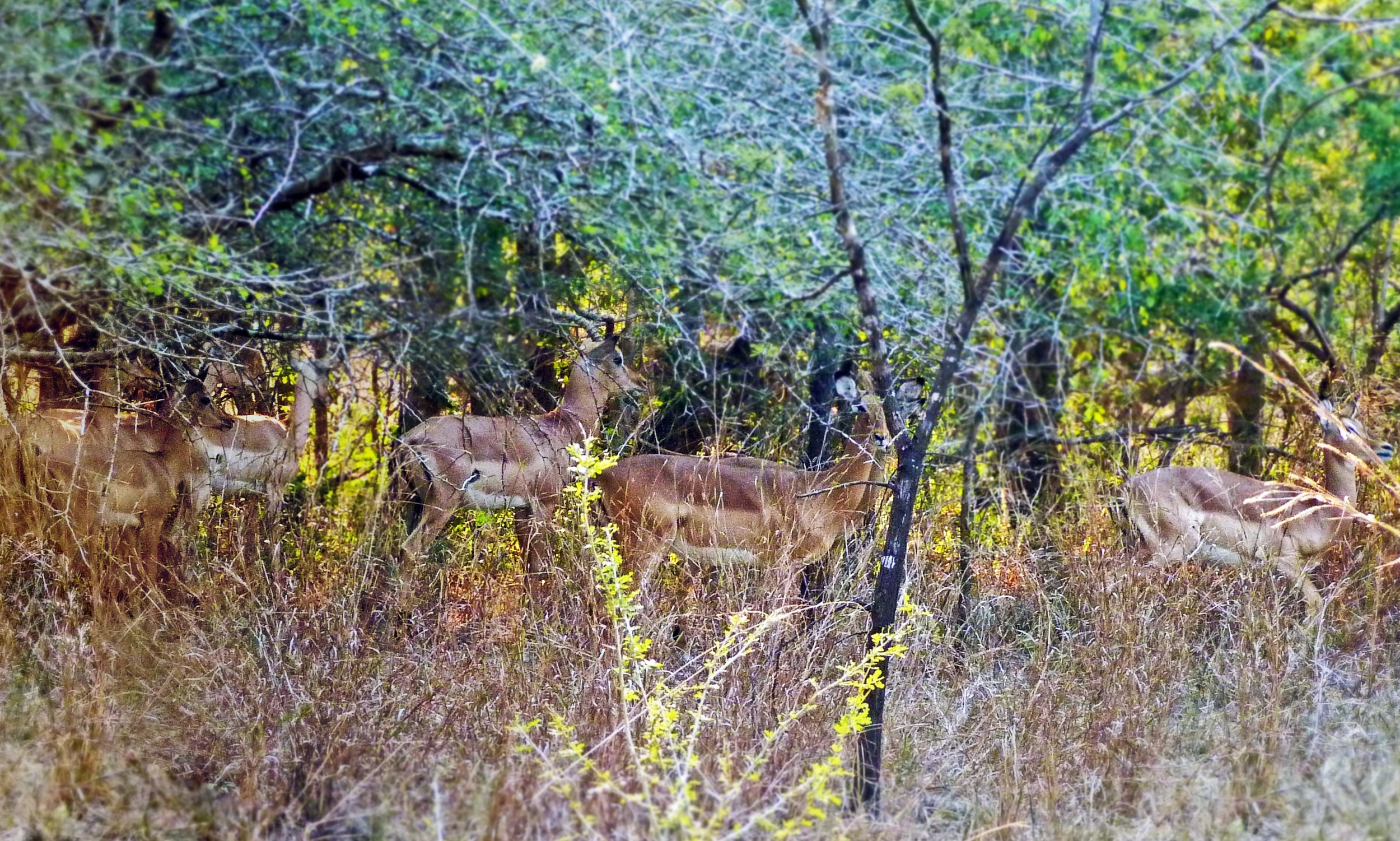 Impala