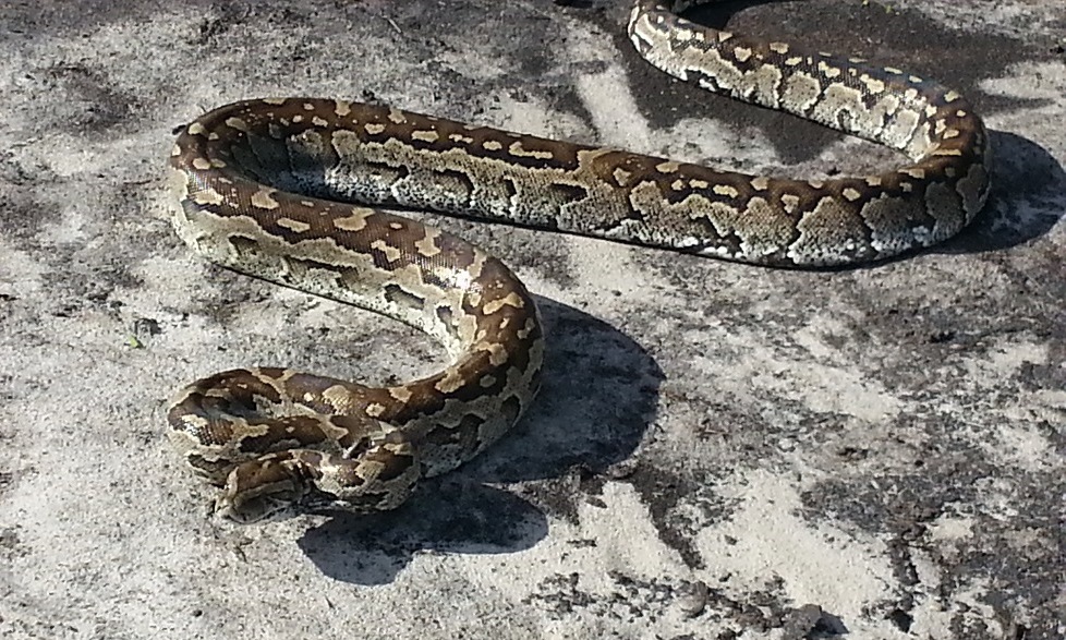 African Rock Python