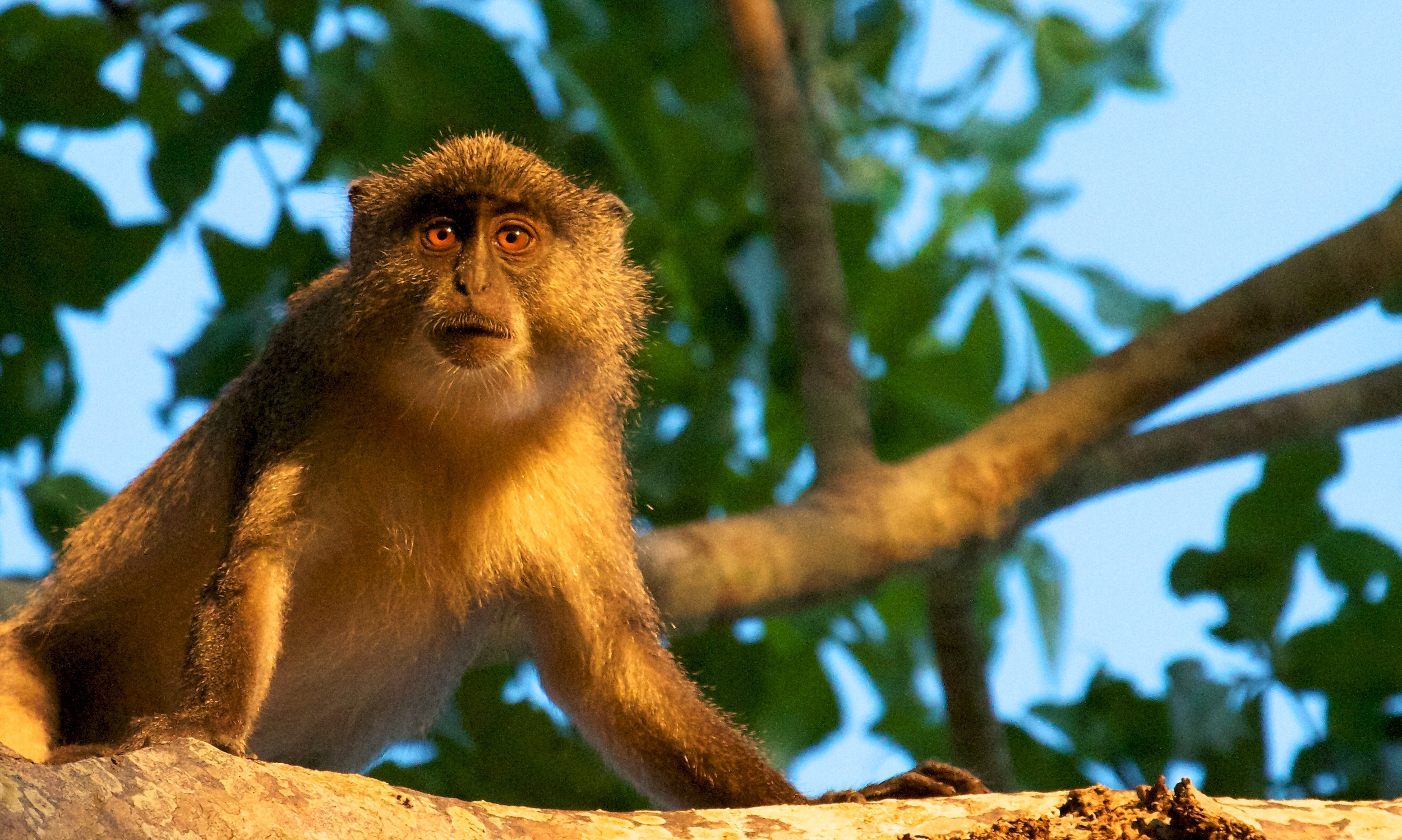 Simango Monkey