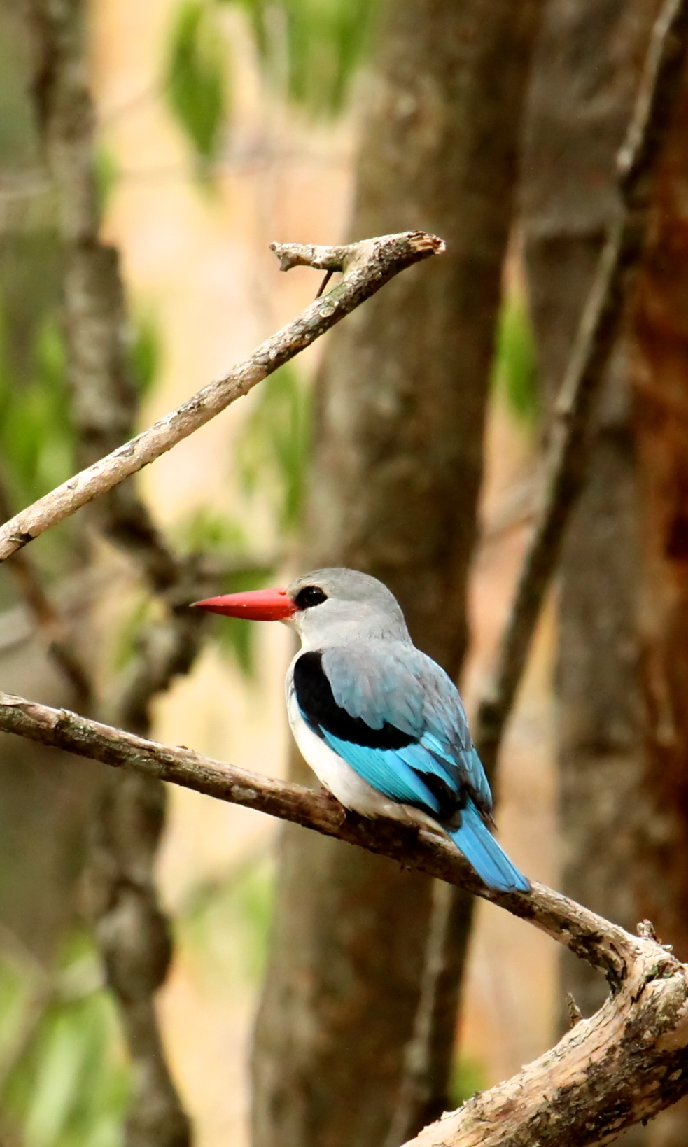 Mangrove Kingfisher