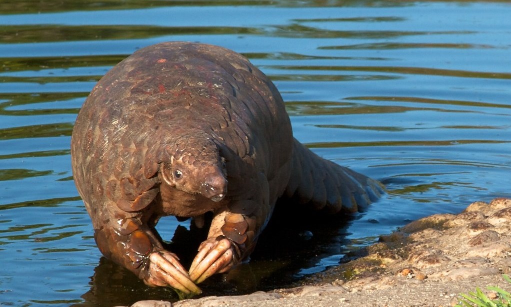 Pangolin