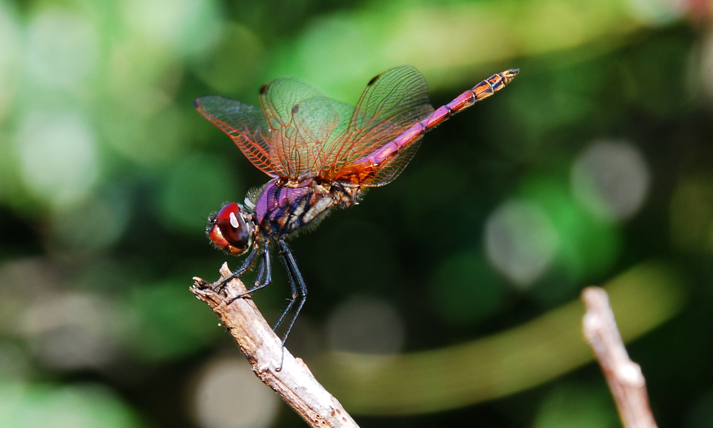 Dragon fly