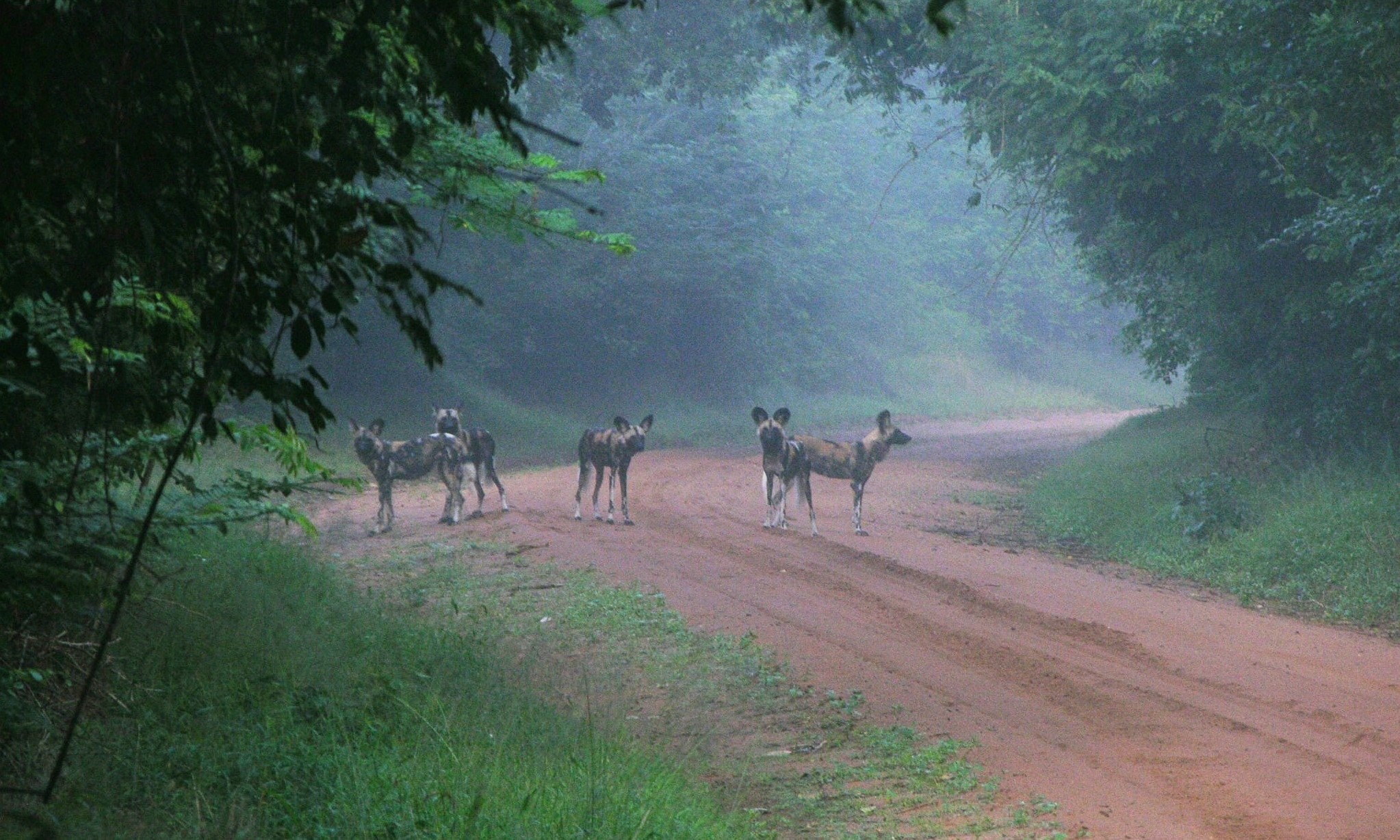 Wild dog/African painted dog