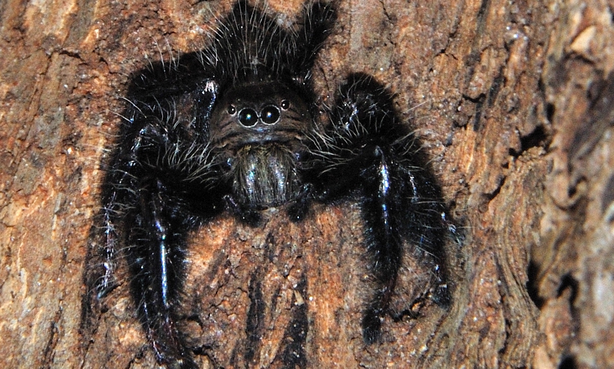 Wolf spider