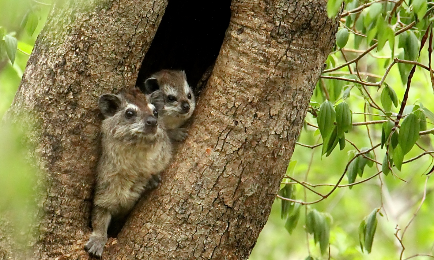 Tree Dassie