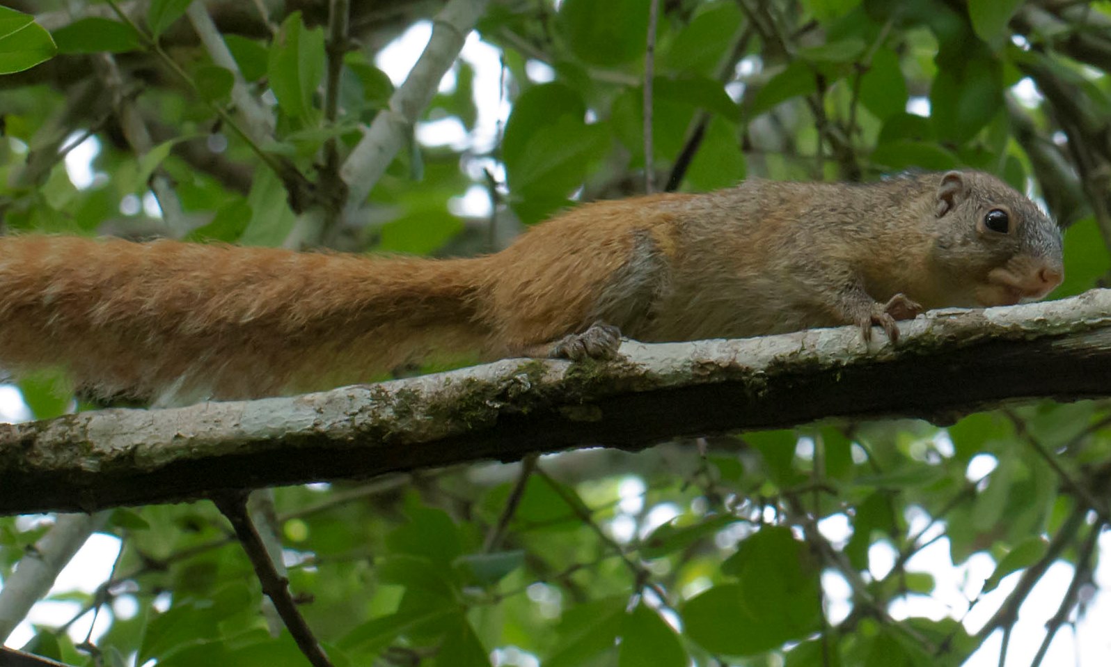 Sun squirel