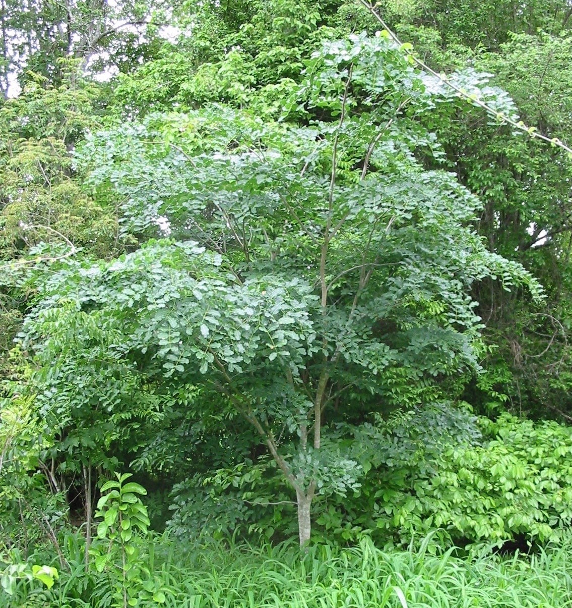 Young Chamfuta tree