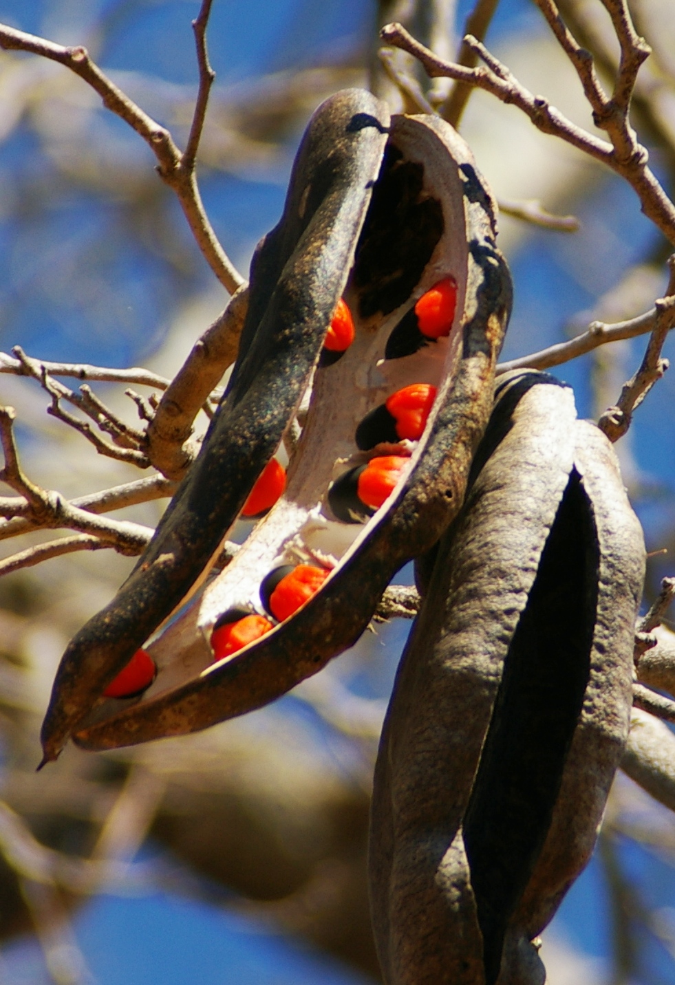 Chamfuta Seedpods