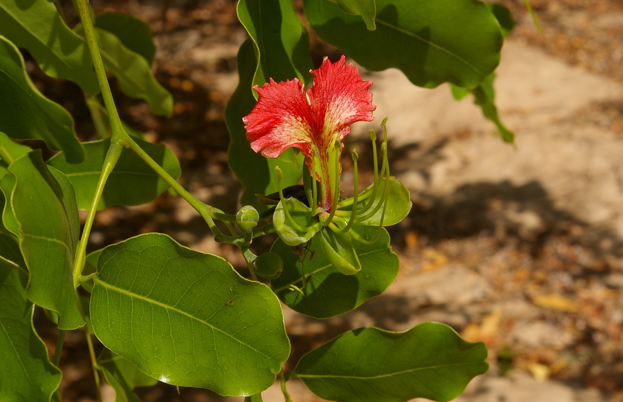 Chamfuta Flowers