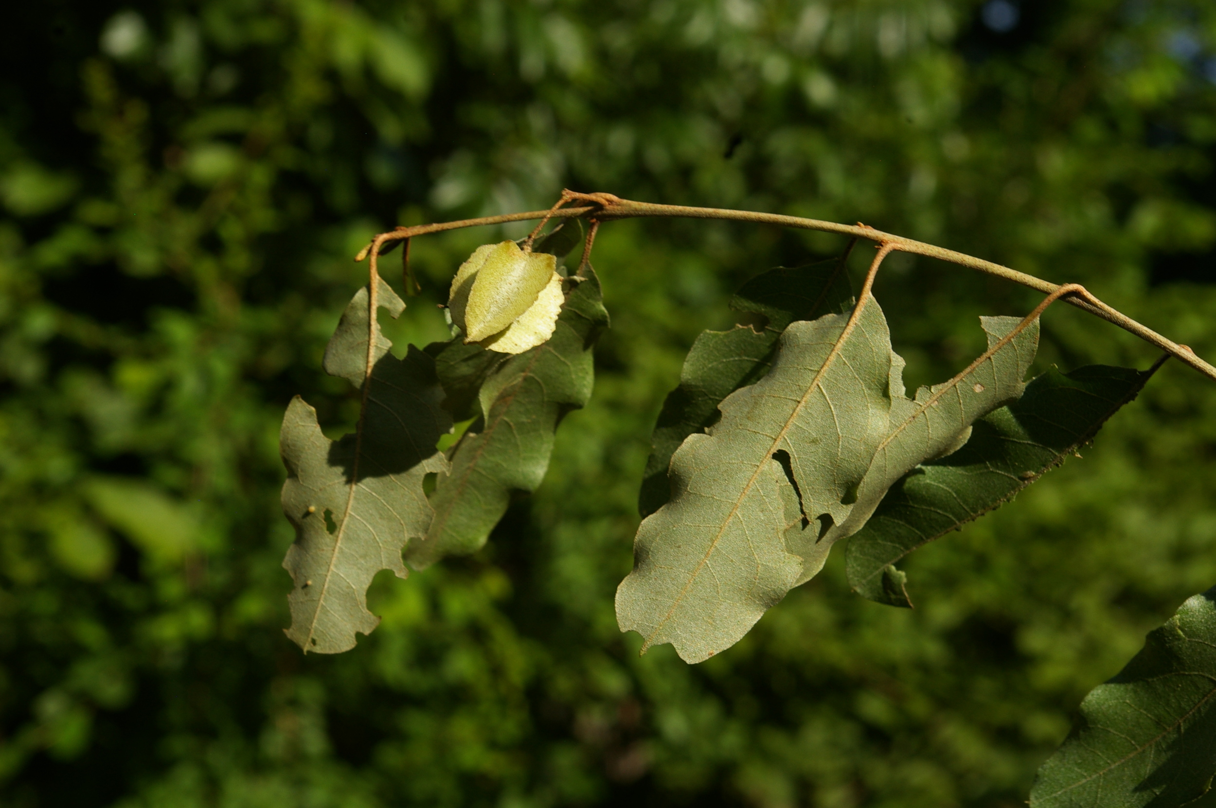 Leadwood leaves