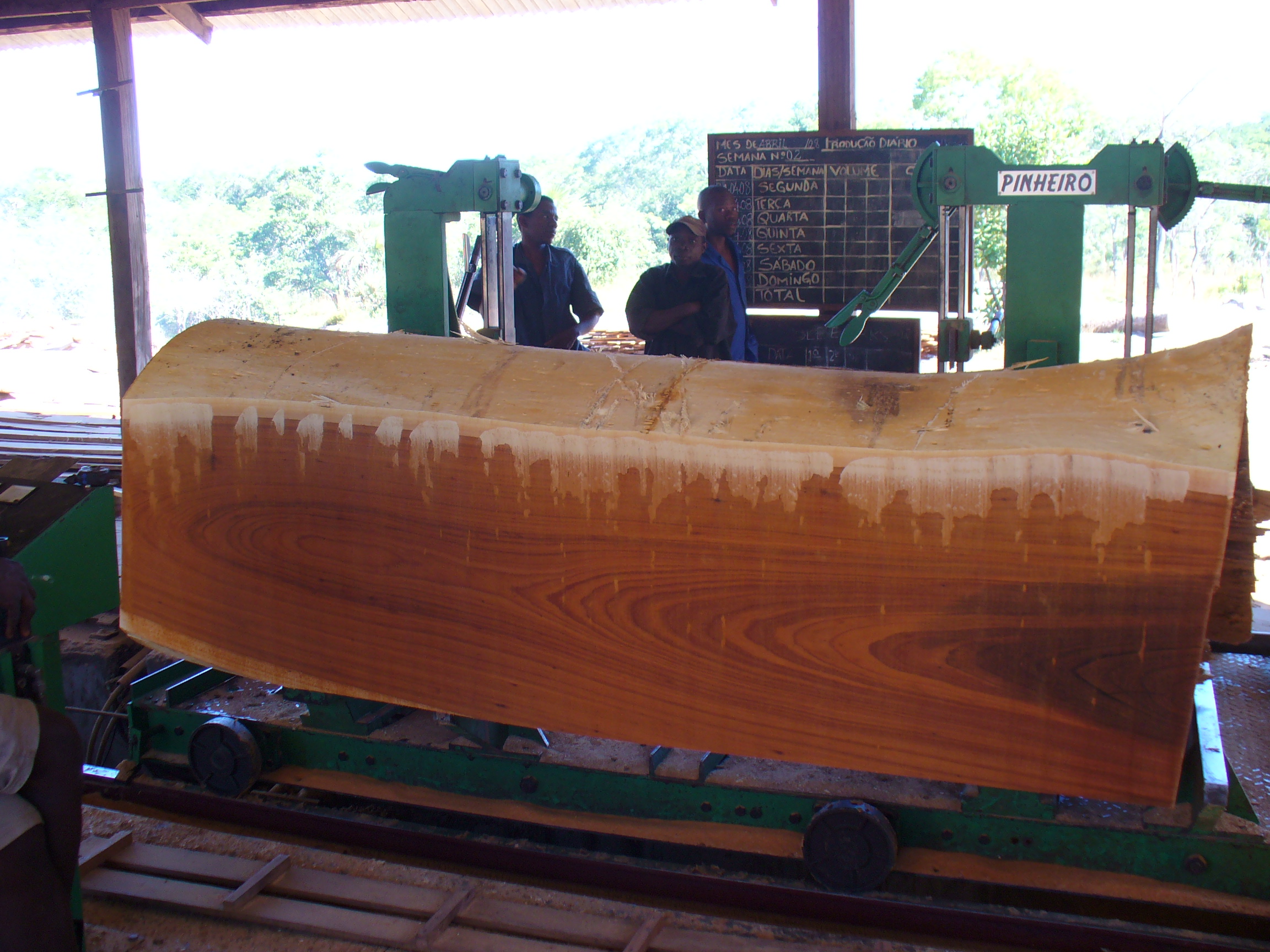 Masasa log on the saw