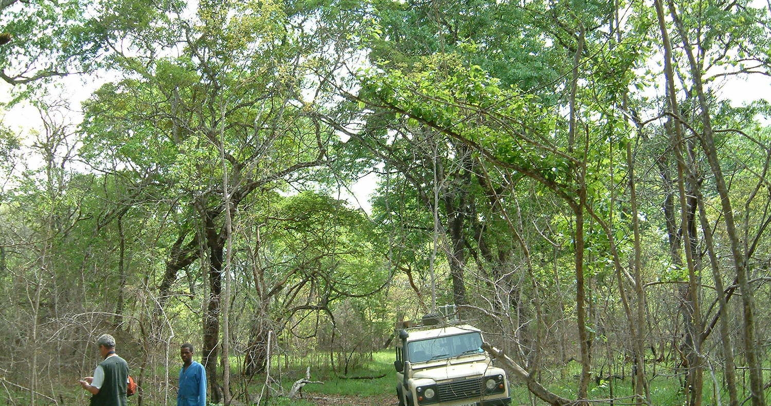 Masasa Forest
