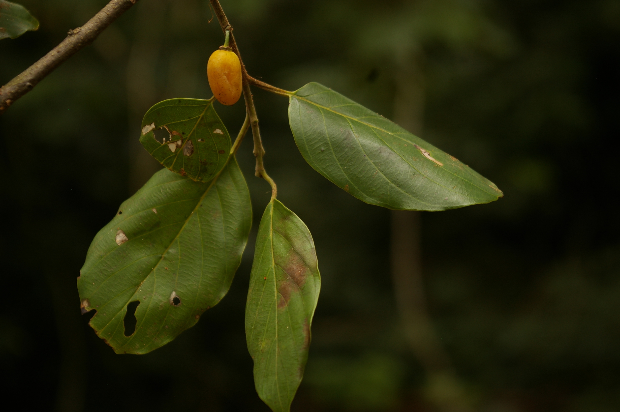 Brown Ivory leaves