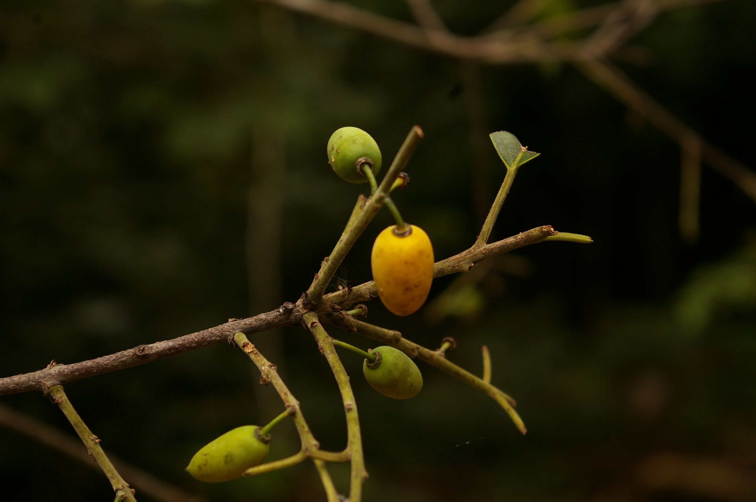 Brown Ivory Fruit