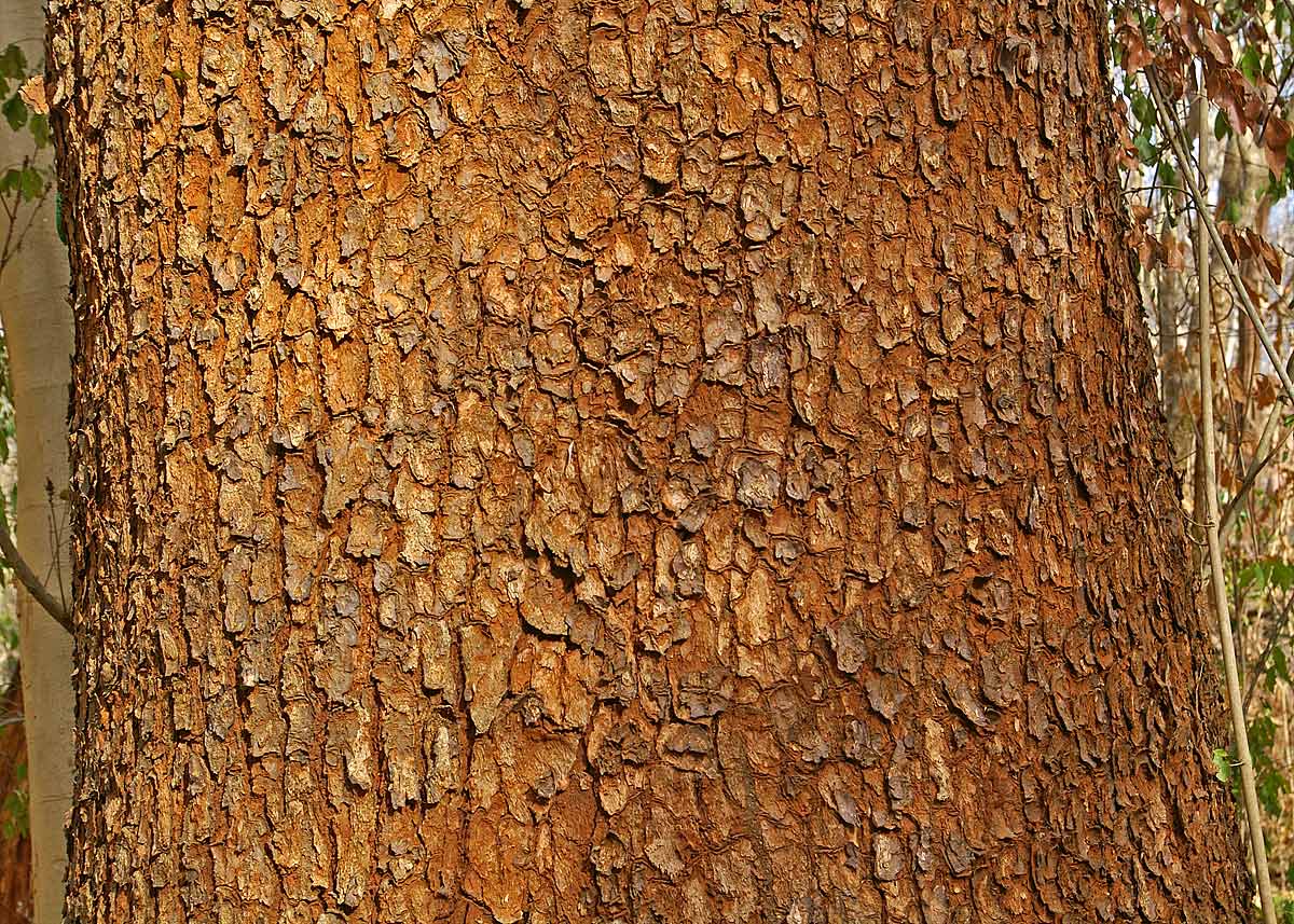 Wild Mango Bark
