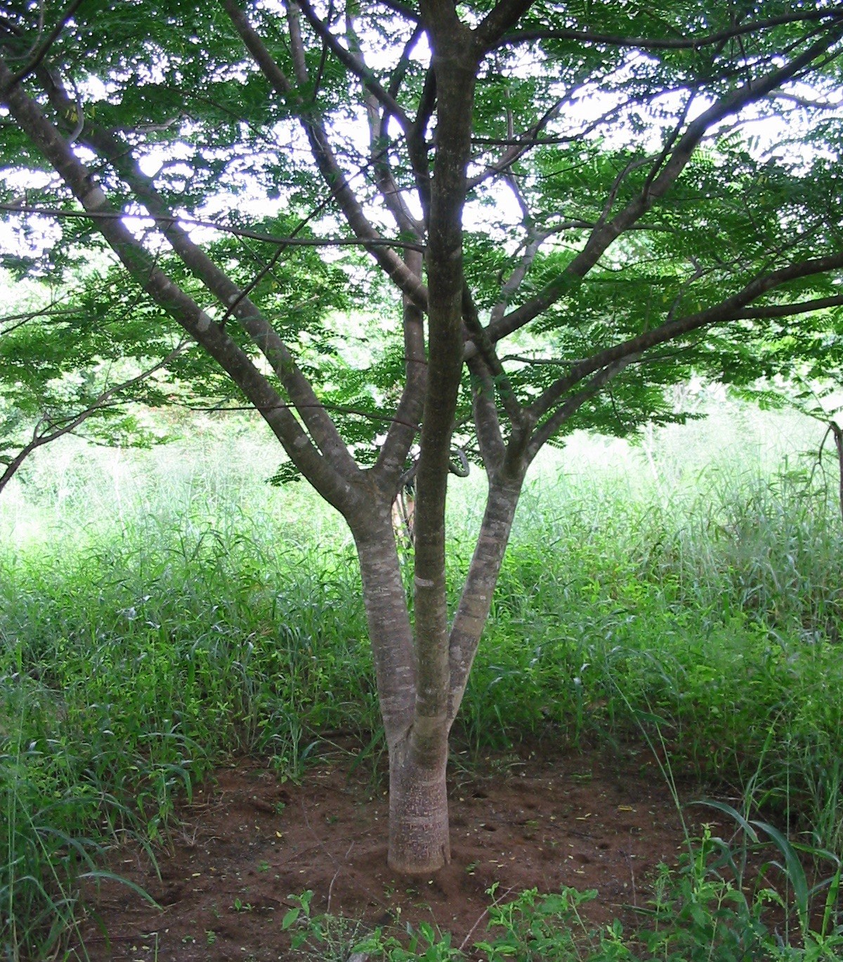 Young Wild Mango