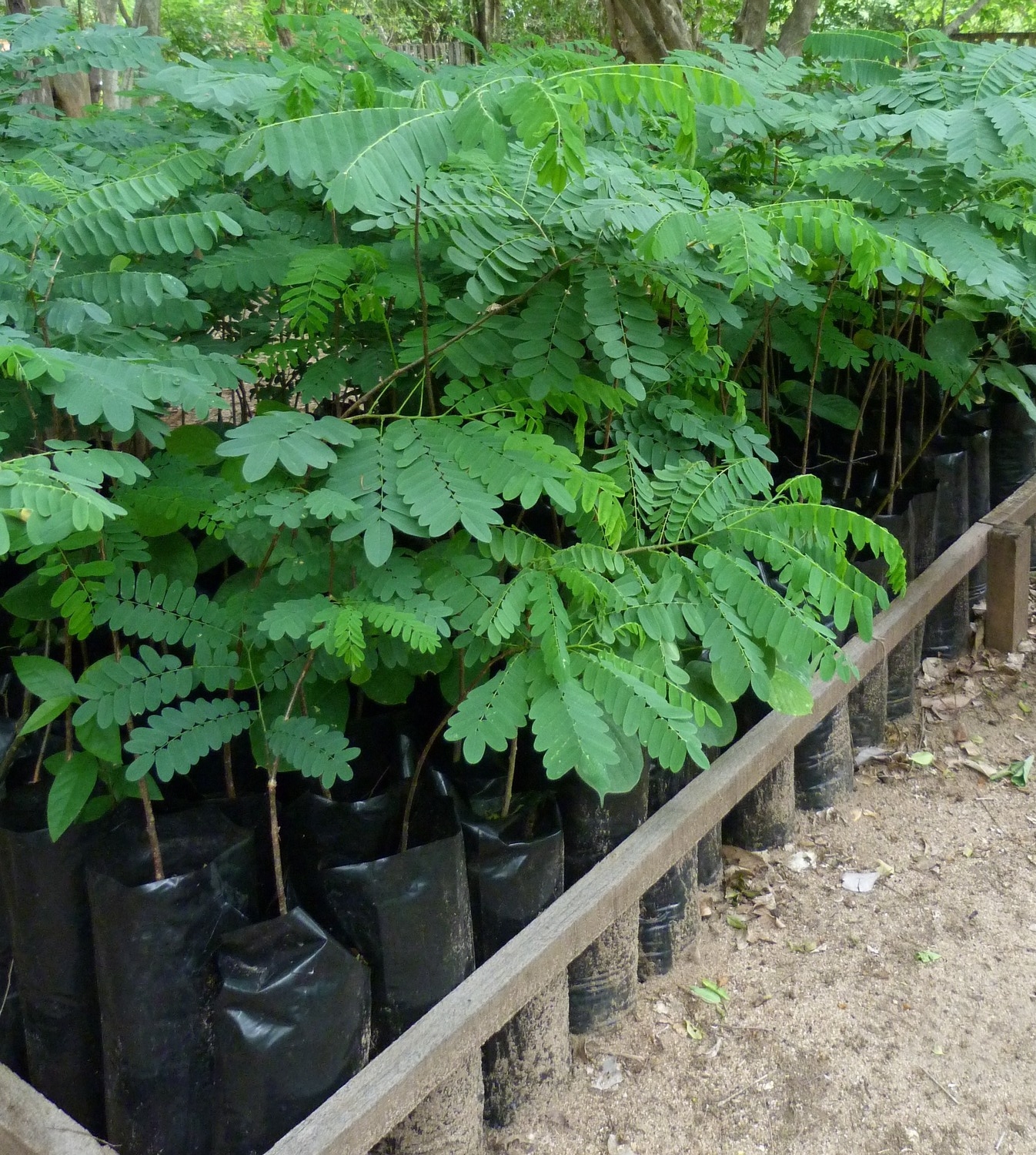 Wild Mango Saplings
